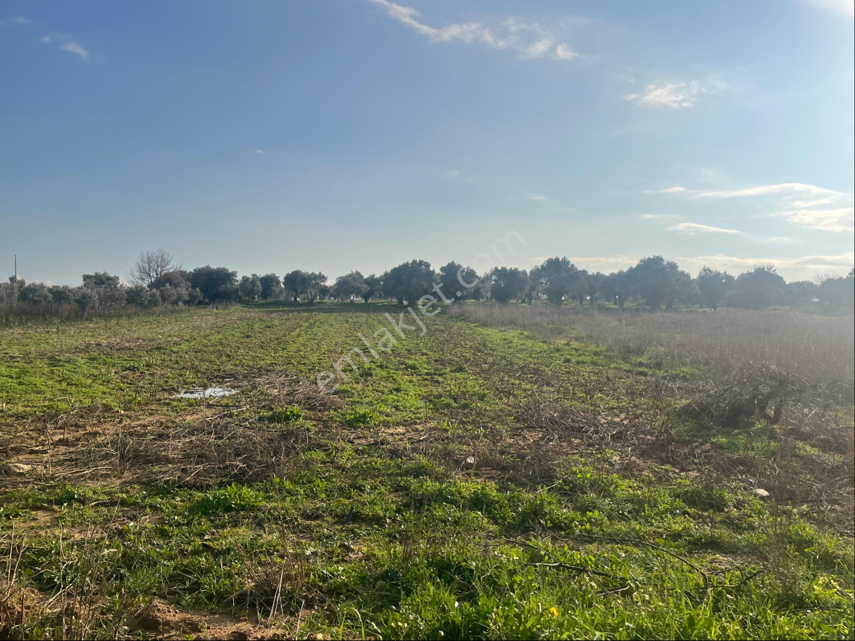 Torbalı Dirmil Mah Aileden Bölünme 2242m2 Tarla Ve Zeytinlik - Görsel 9