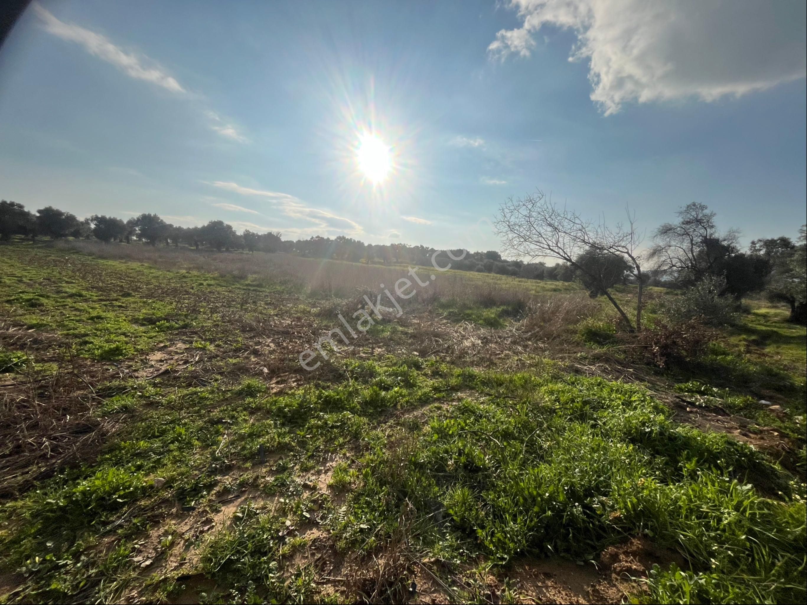 Torbalı Dirmil Mah Aileden Bölünme 2242m2 Tarla Ve Zeytinlik - Görsel 20