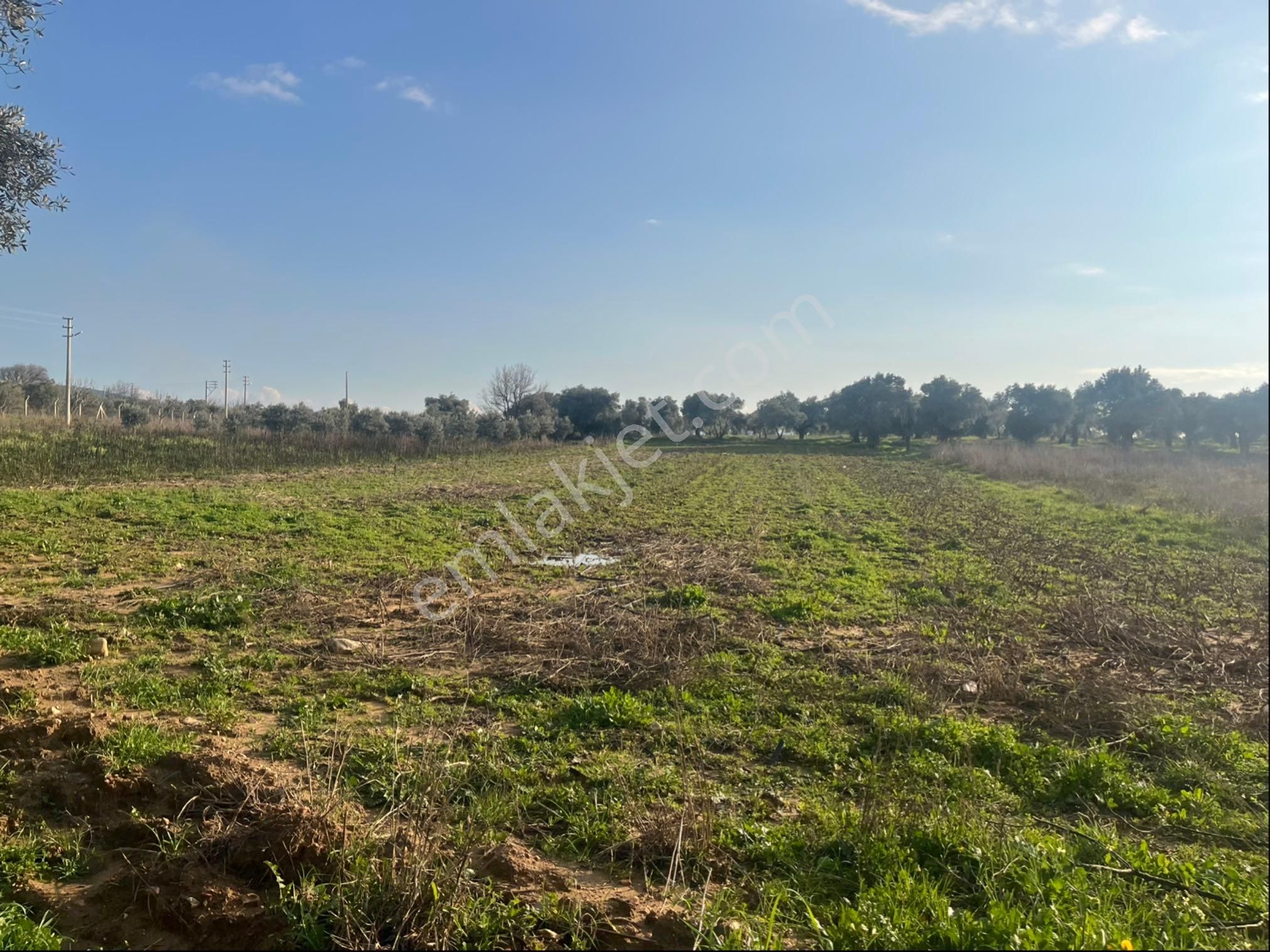 Torbalı Dirmil Mah Aileden Bölünme 2242m2 Tarla Ve Zeytinlik - Görsel 5