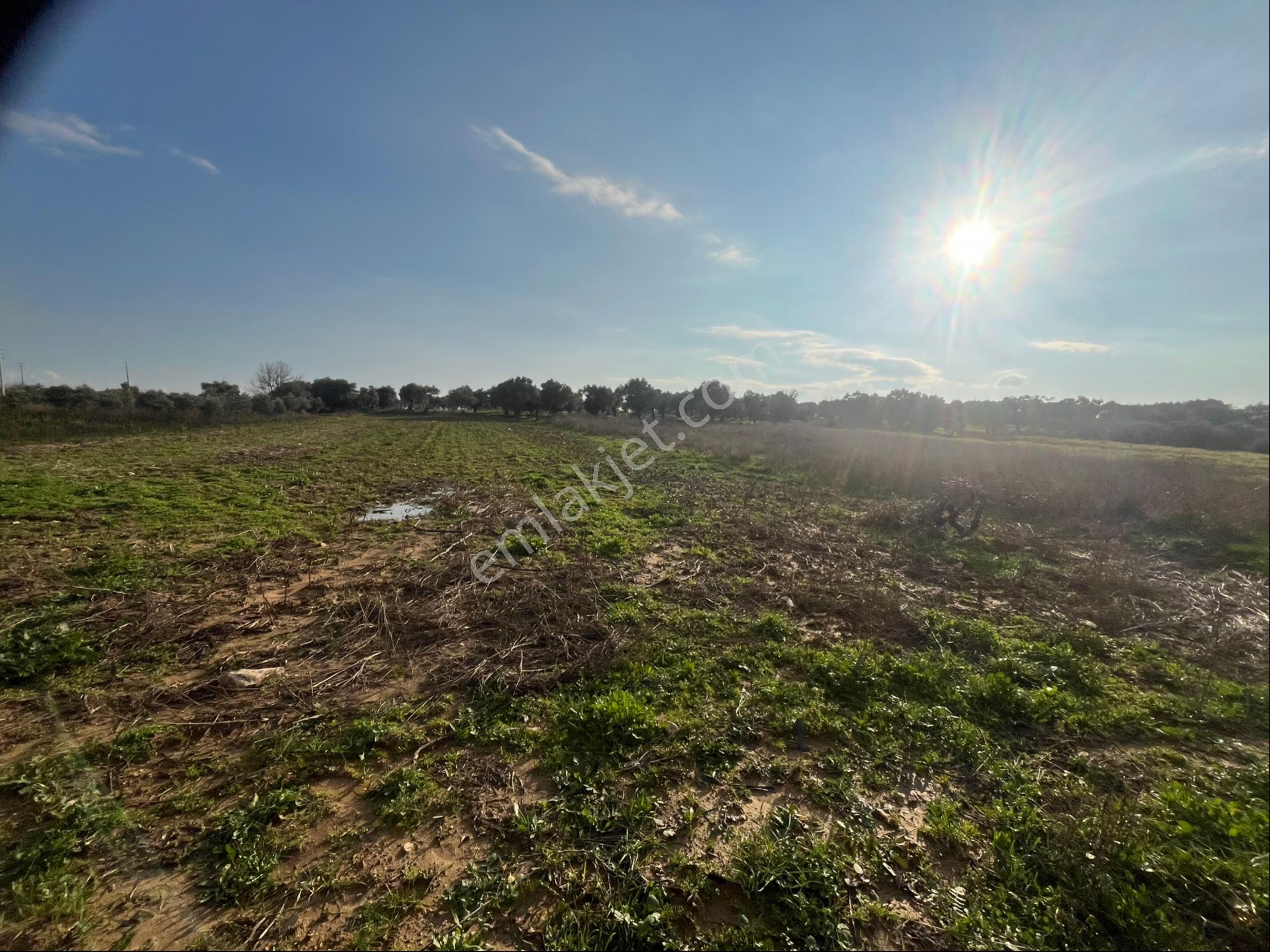 Torbalı Dirmil Mah Aileden Bölünme 2242m2 Tarla Ve Zeytinlik - Görsel 21