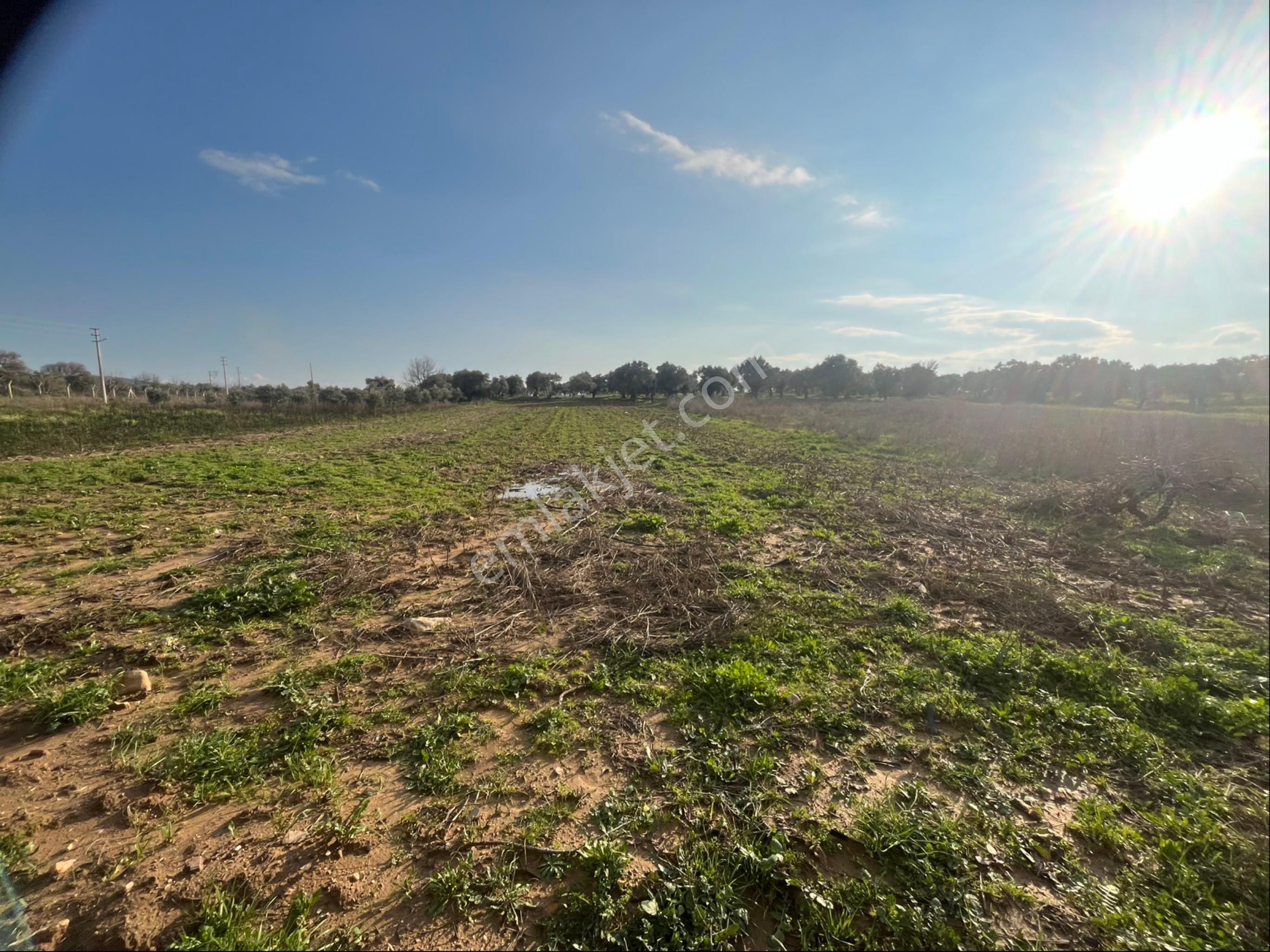 Torbalı Dirmil Mah Aileden Bölünme 2242m2 Tarla Ve Zeytinlik - Görsel 17