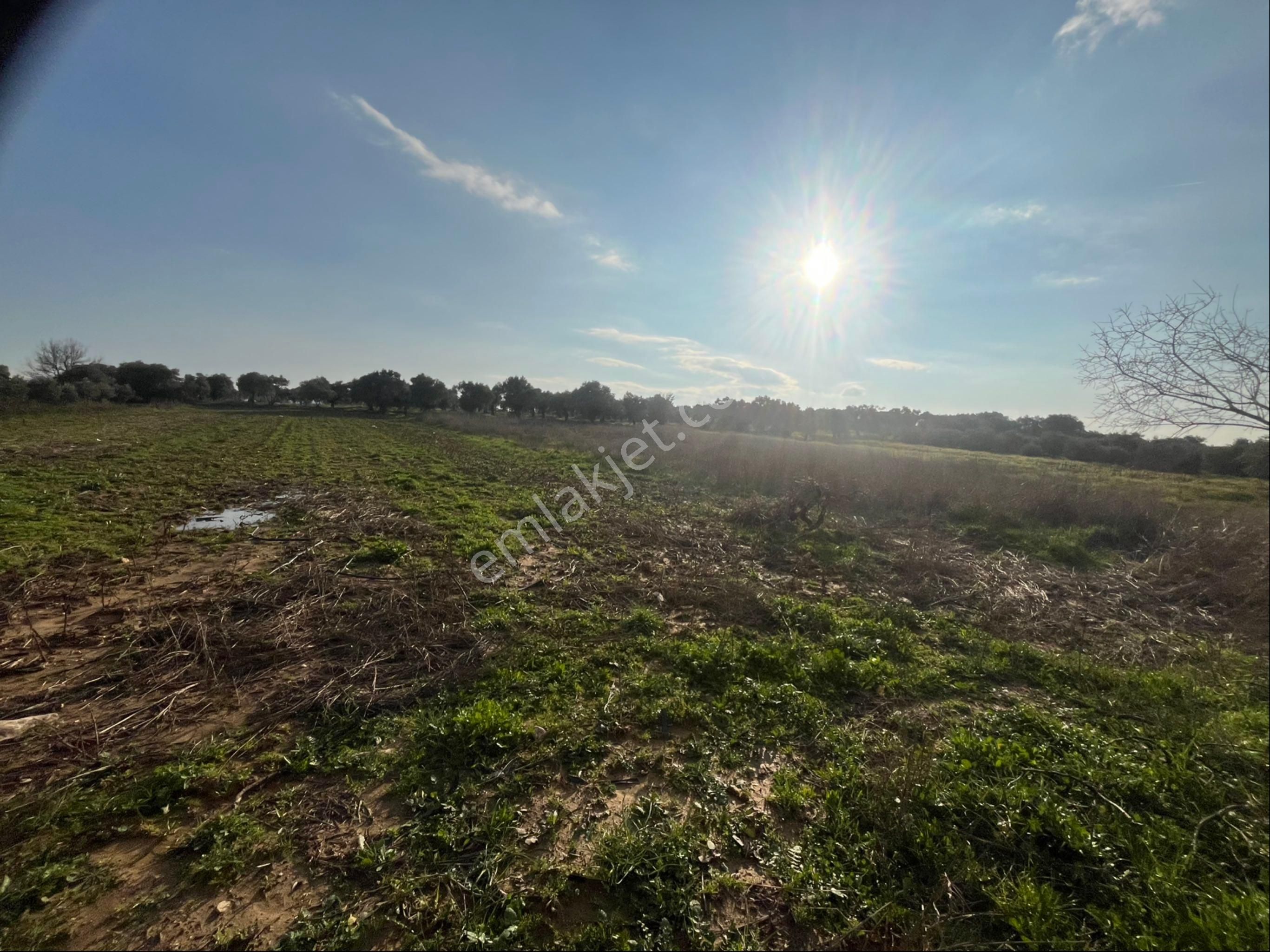 Torbalı Dirmil Mah Aileden Bölünme 2242m2 Tarla Ve Zeytinlik - Görsel 22