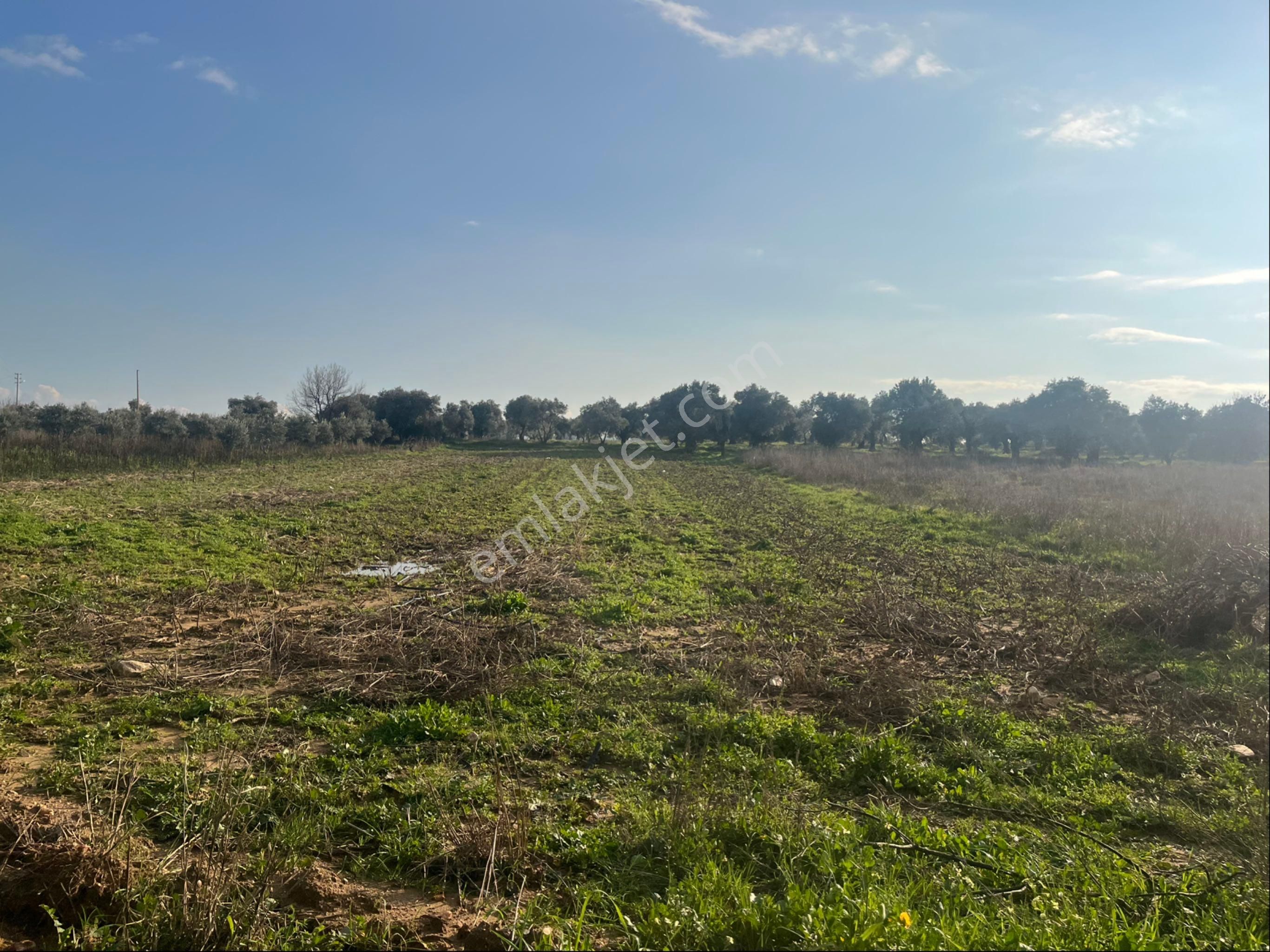 Torbalı Dirmil Mah Aileden Bölünme 2242m2 Tarla Ve Zeytinlik - Görsel 8