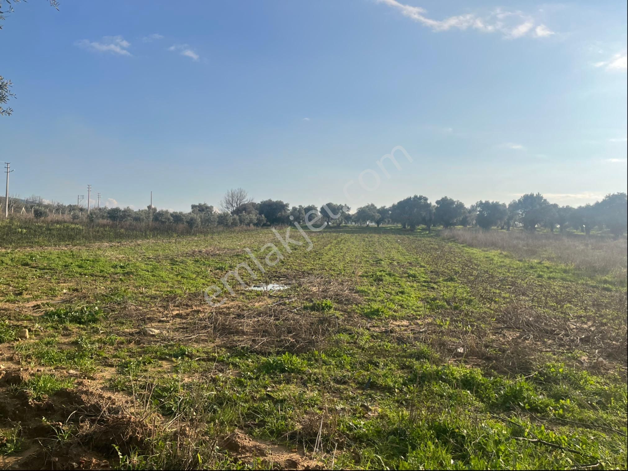 Torbalı Dirmil Mah Aileden Bölünme 2242m2 Tarla Ve Zeytinlik - Görsel 11