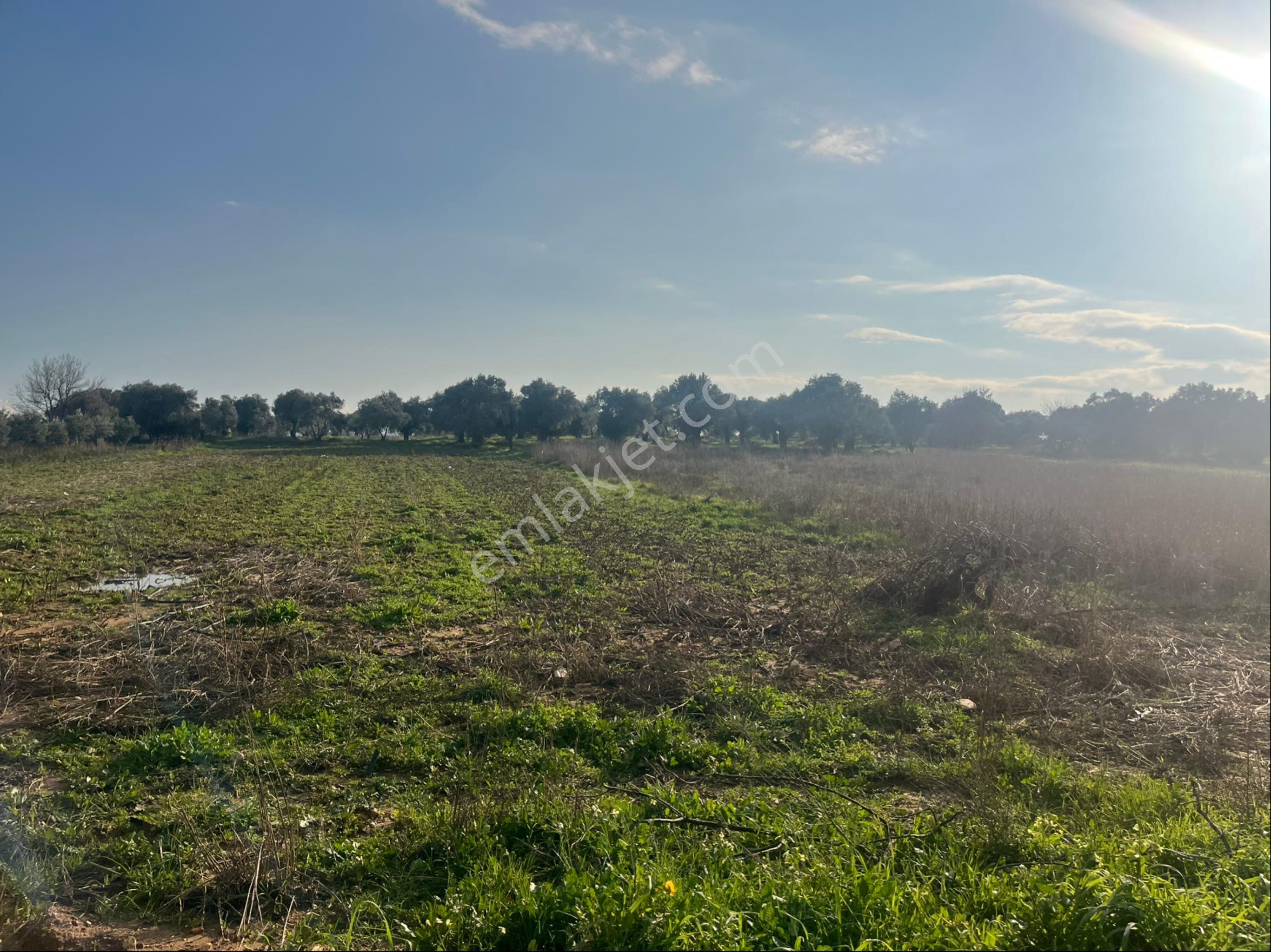 Torbalı Dirmil Mah Aileden Bölünme 2242m2 Tarla Ve Zeytinlik