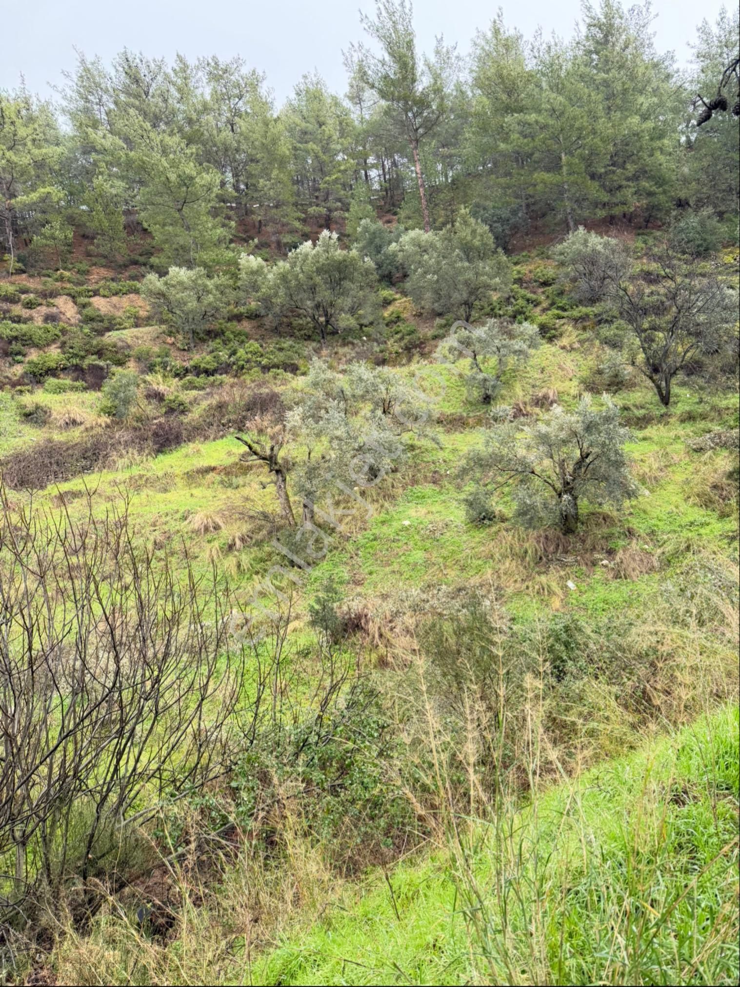 İzmir Kemalpaşa Ören 75.yıl Cumhuriyet Mahde 12597 M2 Tam Tapu Bağ Bahçe - Görsel 24