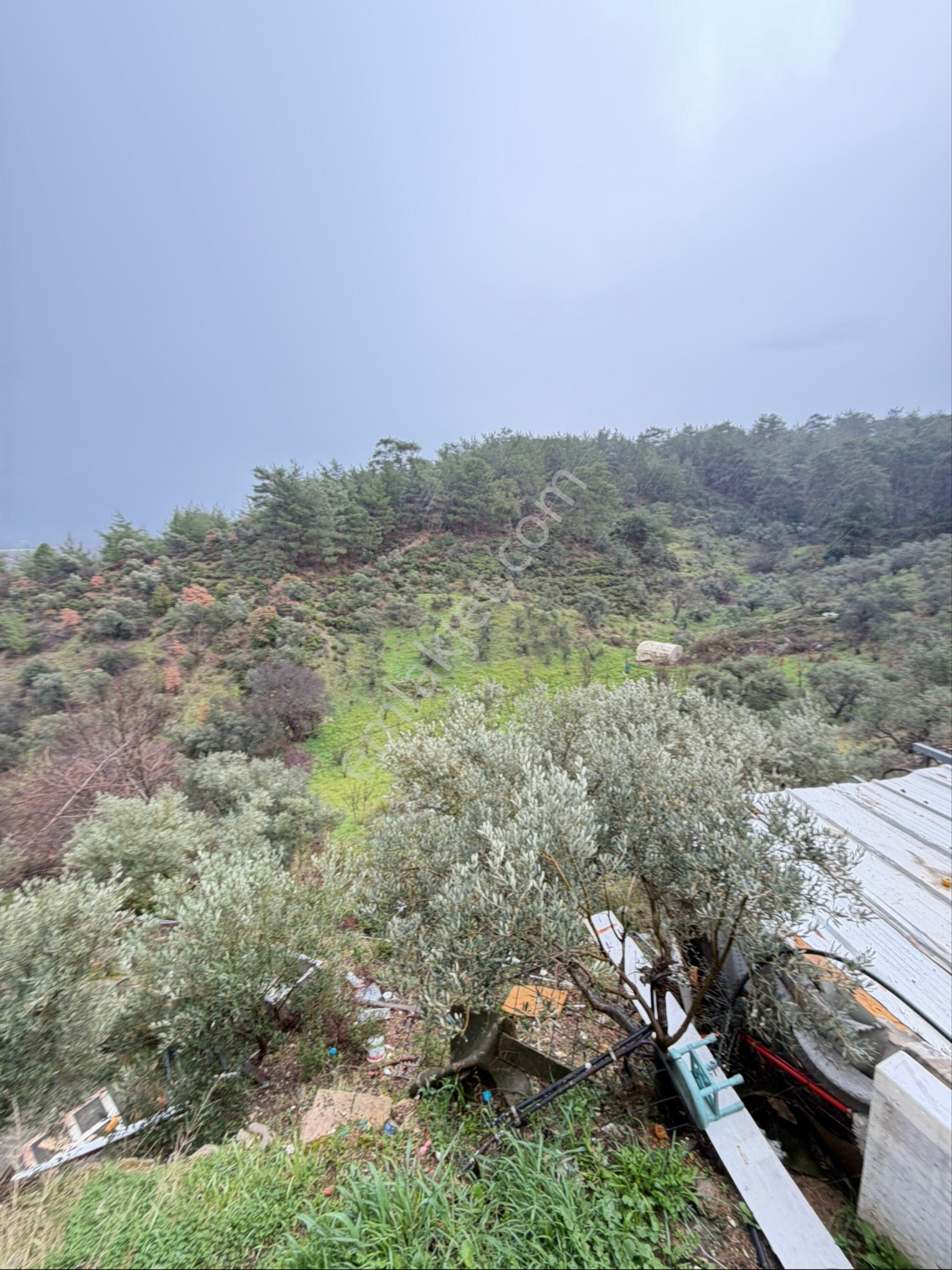 İzmir Kemalpaşa Ören 75.yıl Cumhuriyet Mahde 12597 M2 Tam Tapu Bağ Bahçe - Görsel 6