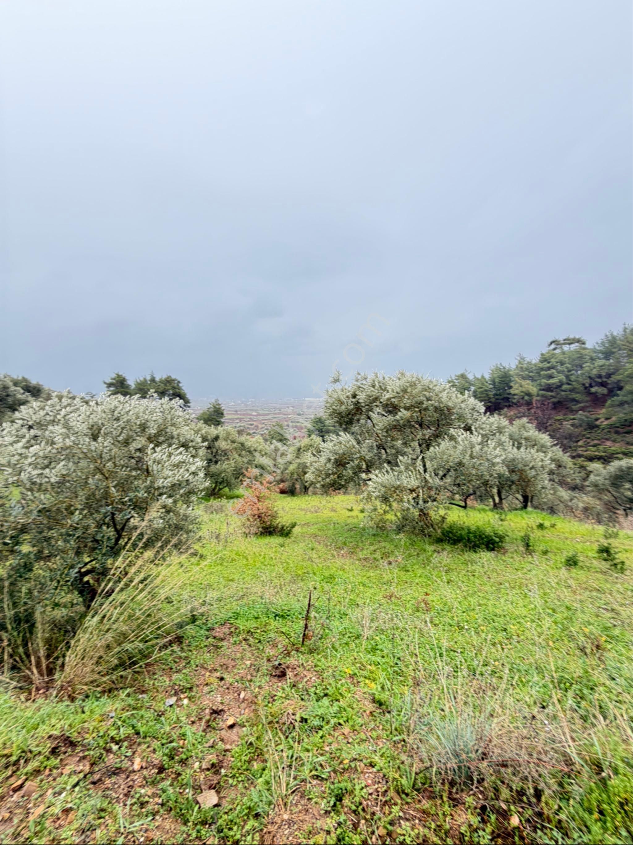 İzmir Kemalpaşa Ören 75.yıl Cumhuriyet Mahde 12597 M2 Tam Tapu Bağ Bahçe - Görsel 15