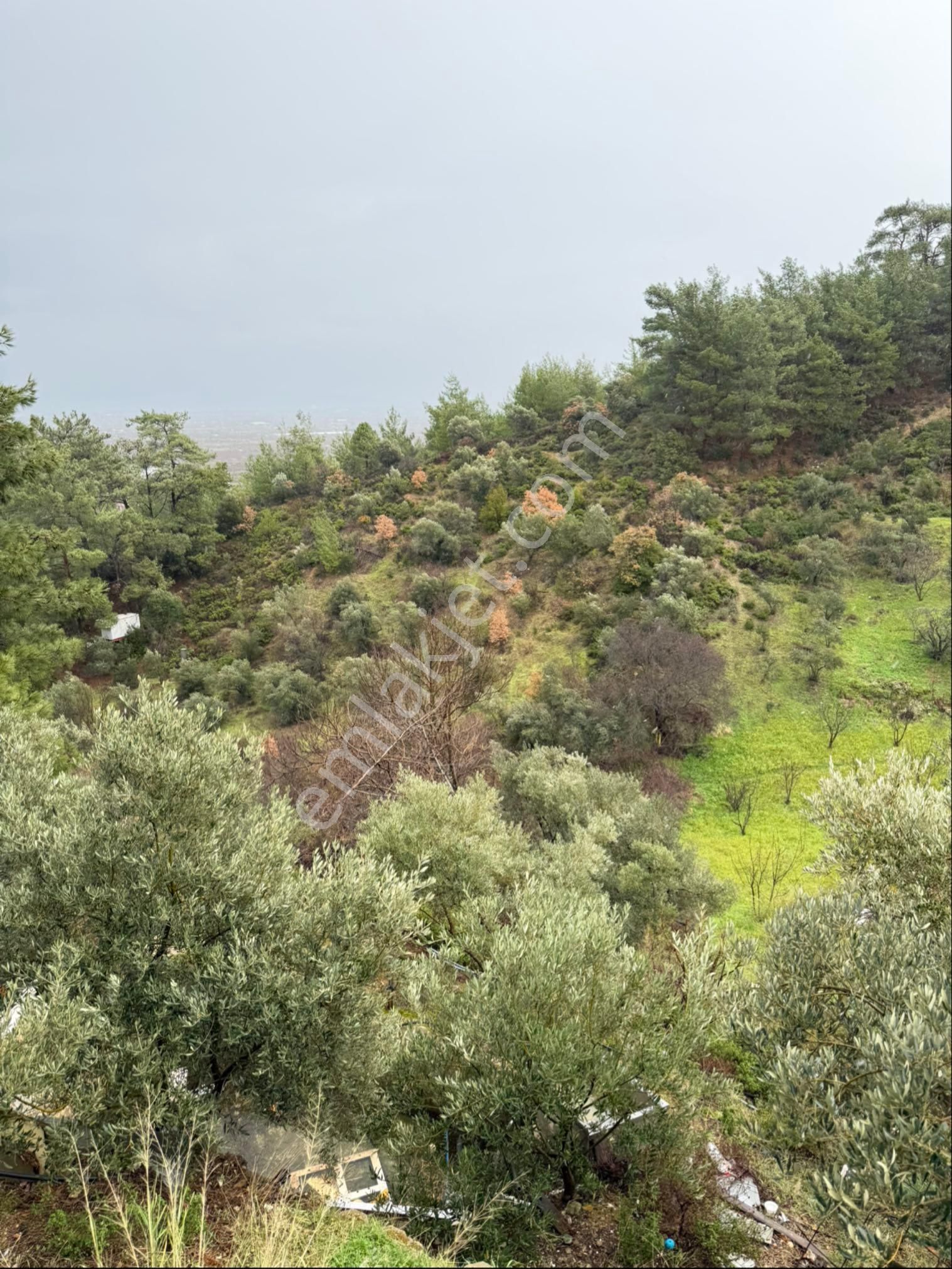 İzmir Kemalpaşa Ören 75.yıl Cumhuriyet Mahde 12597 M2 Tam Tapu Bağ Bahçe - Görsel 8