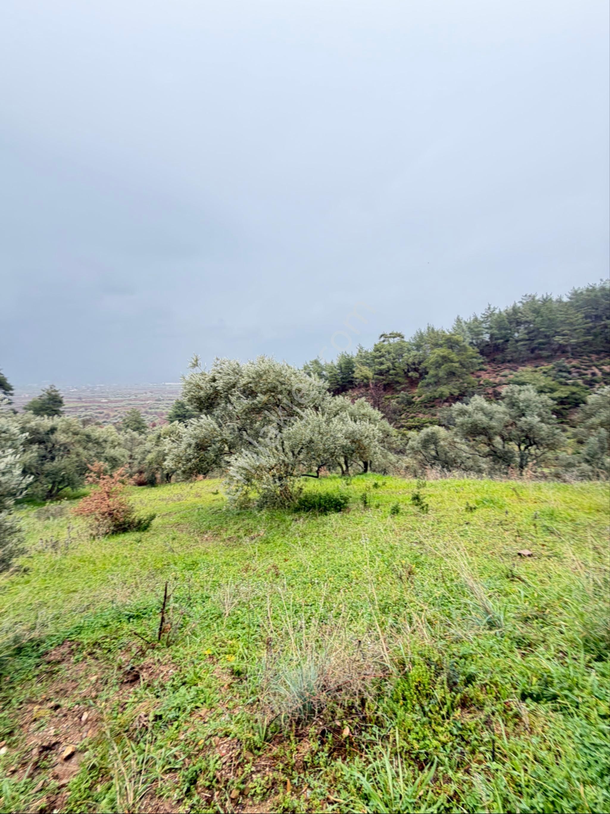 İzmir Kemalpaşa Ören 75.yıl Cumhuriyet Mahde 12597 M2 Tam Tapu Bağ Bahçe - Görsel 18