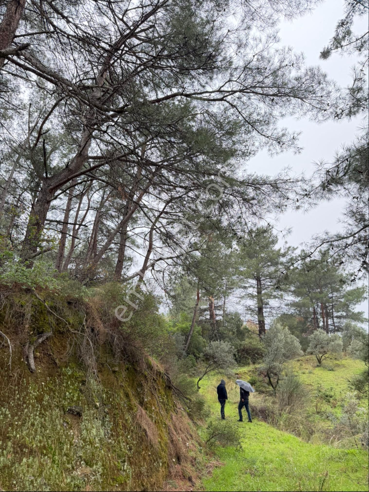 İzmir Kemalpaşa Ören 75.yıl Cumhuriyet Mahde 12597 M2 Tam Tapu Bağ Bahçe - Görsel 21