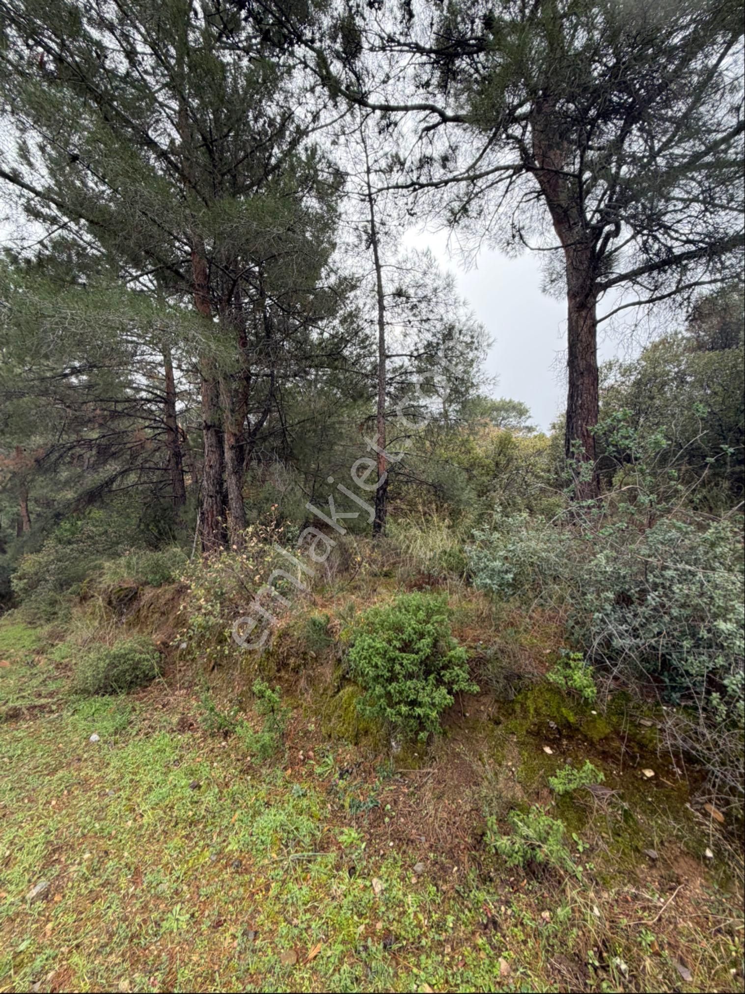 İzmir Kemalpaşa Ören 75.yıl Cumhuriyet Mahde 12597 M2 Tam Tapu Bağ Bahçe - Görsel 12