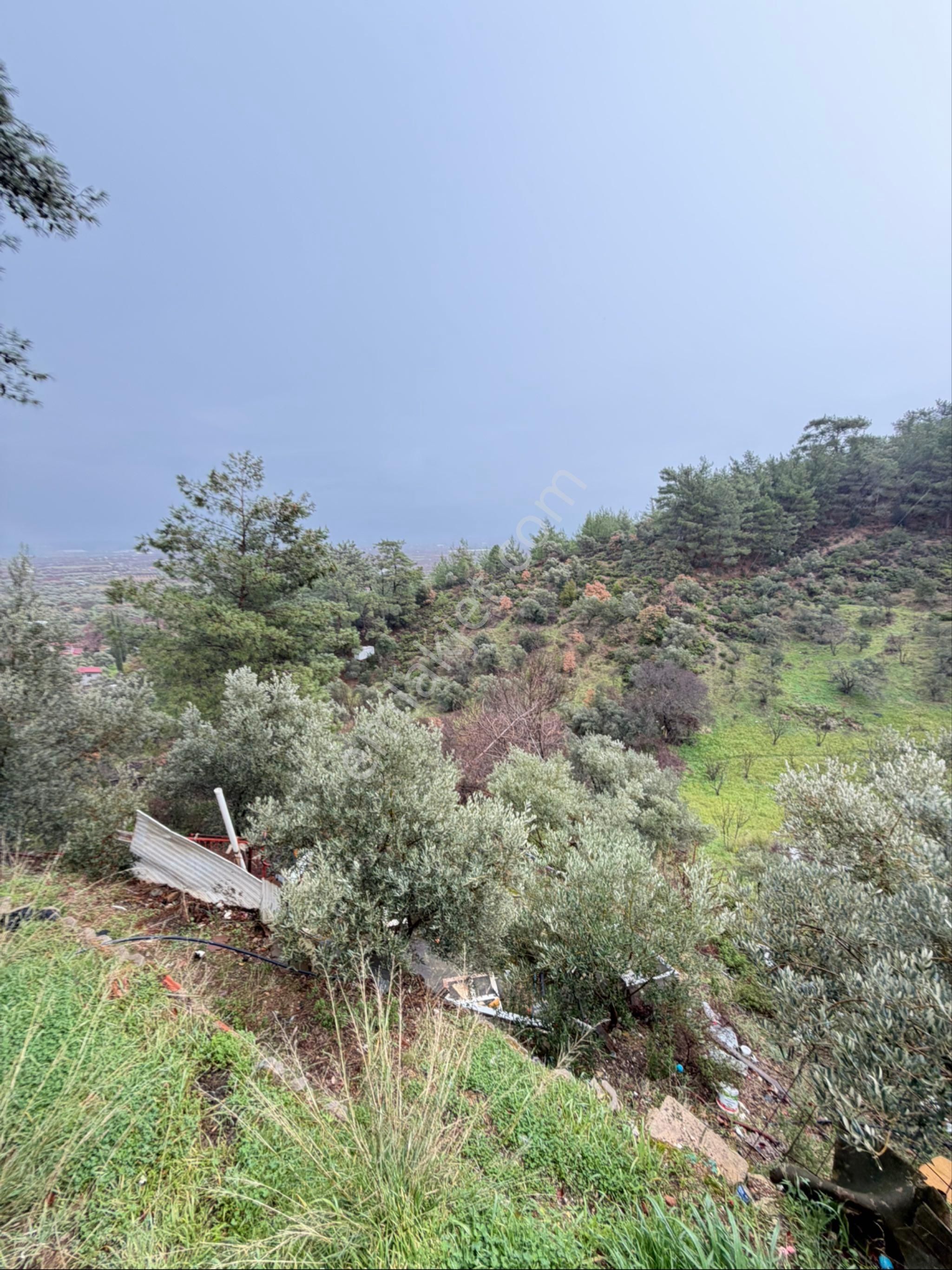 İzmir Kemalpaşa Ören 75.yıl Cumhuriyet Mahde 12597 M2 Tam Tapu Bağ Bahçe - Görsel 4