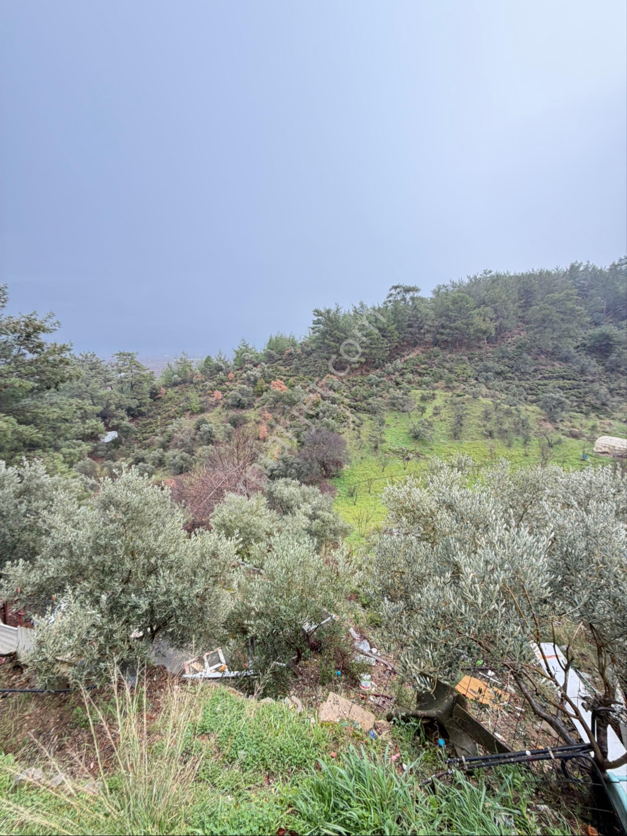 İzmir Kemalpaşa Ören 75.yıl Cumhuriyet Mahde 12597 M2 Tam Tapu Bağ Bahçe - Görsel 5