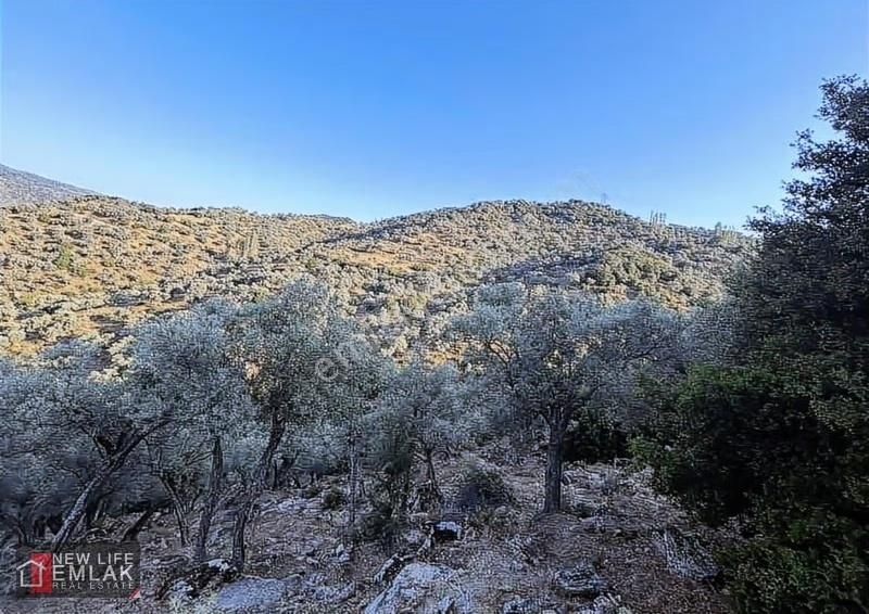 Avcılar Köyünde Asfalta Cephe Zeytinlik