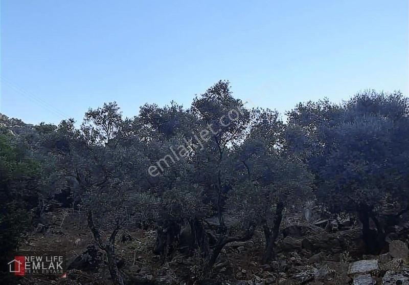 Avcılar Köyünde Asfalta Cephe Zeytinlik - Görsel 2