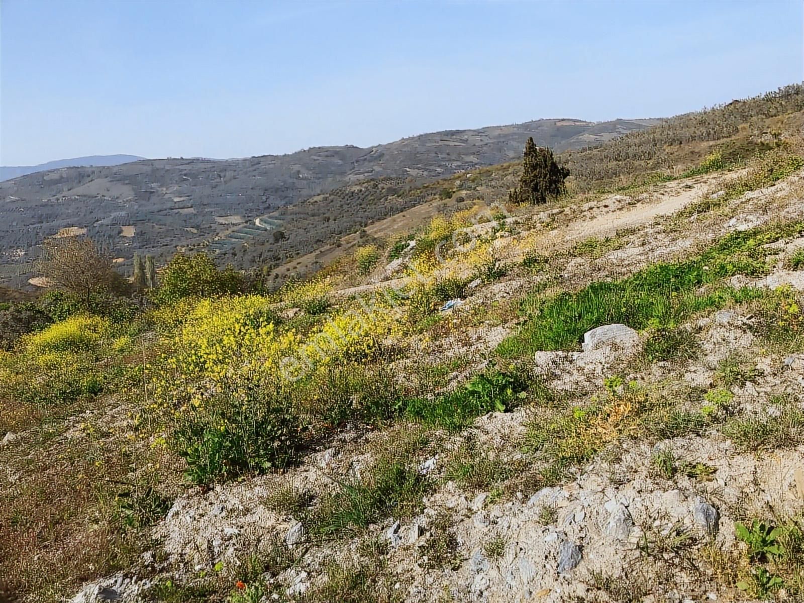 Daimi Taşkın Gayrimenkul'den İznik Tacir Köyünde Satılık Tarla - Görsel 3