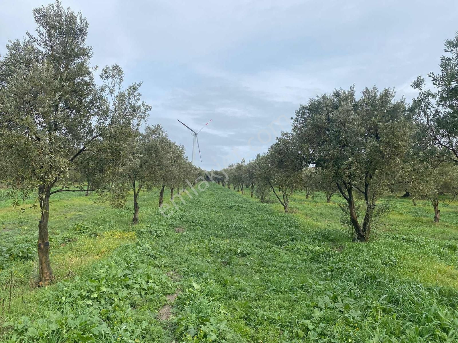 Karakaş'tan 6.200m2 Trilye Bahçesi - Görsel 3