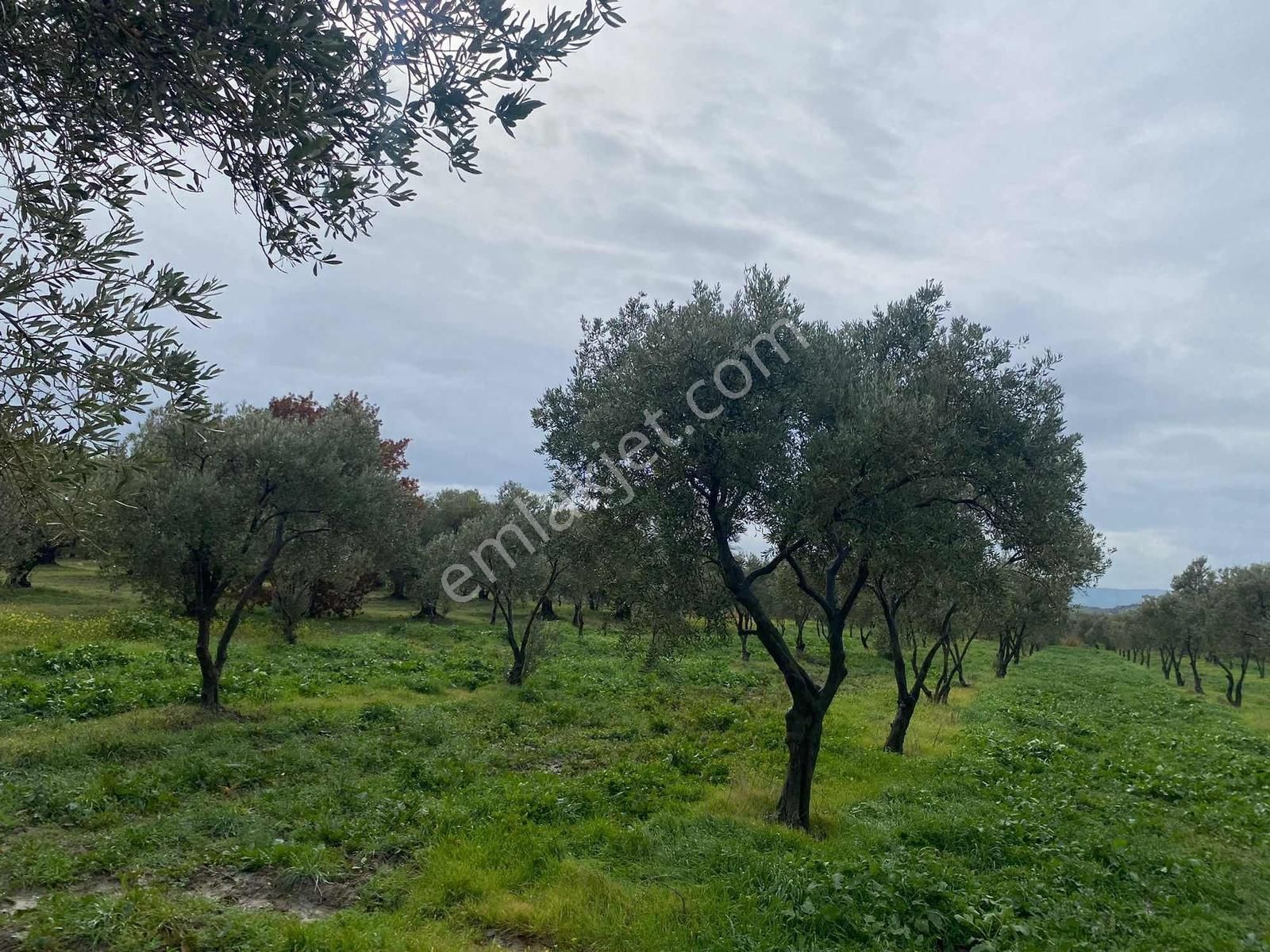 Karakaş'tan 6.200m2 Trilye Bahçesi - Görsel 6
