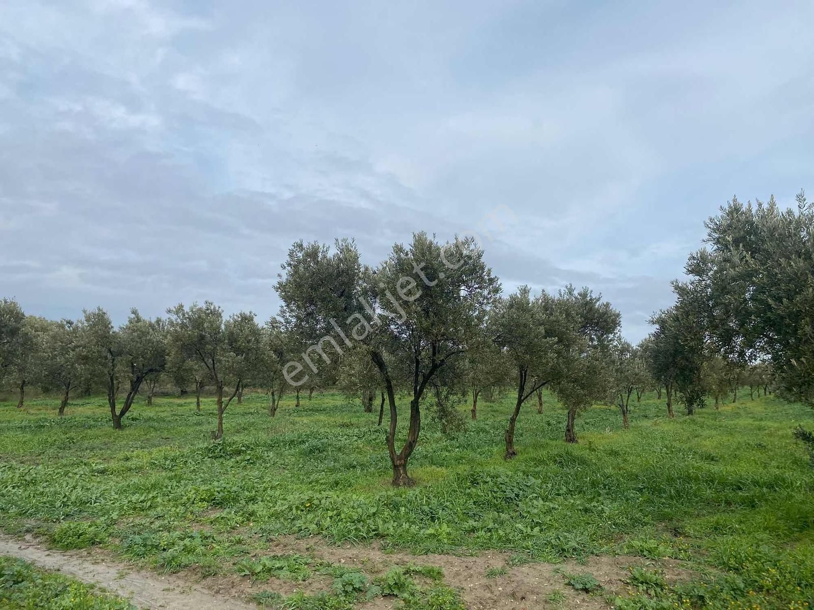 Karakaş'tan 6.200m2 Trilye Bahçesi - Görsel 9