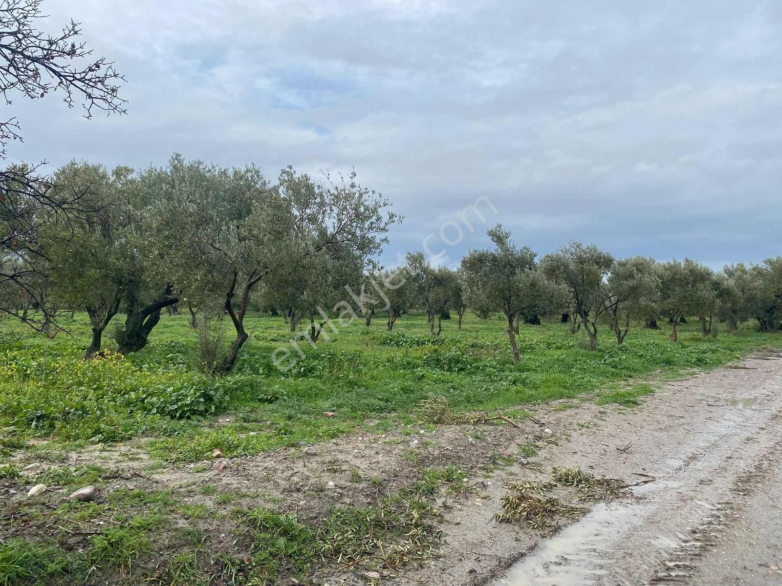 Karakaş'tan 6.200m2 Trilye Bahçesi - Görsel 10