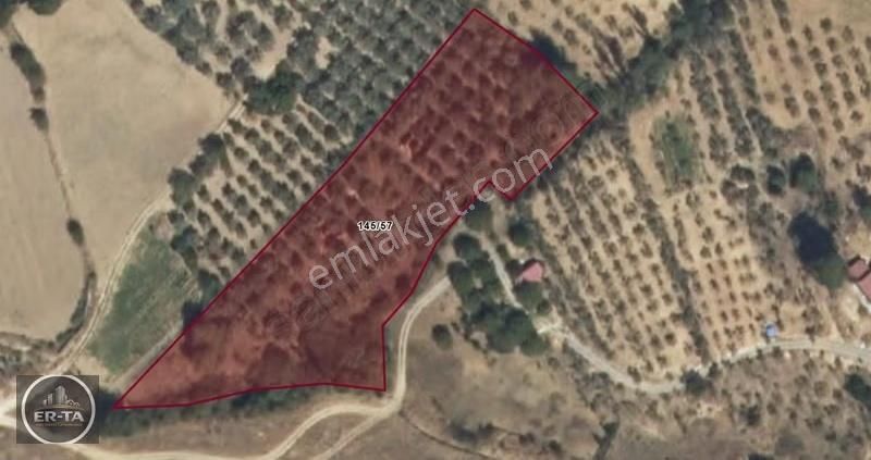 Muğla Menteşe Kafaca Köyünde Satılık 6.343 M2 Tek Tapu Tarla