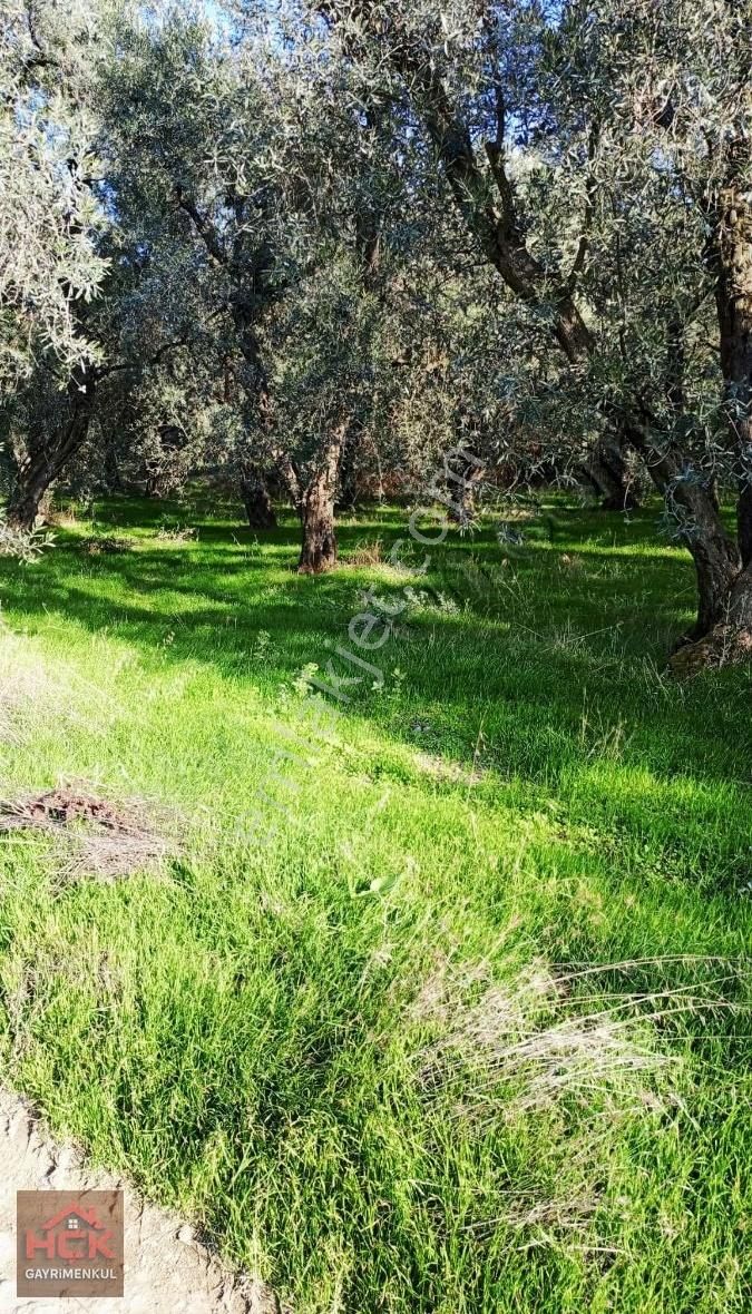 Hçk Gayrimenkul'den Edincikte Düz Zeytinlik - Görsel 2