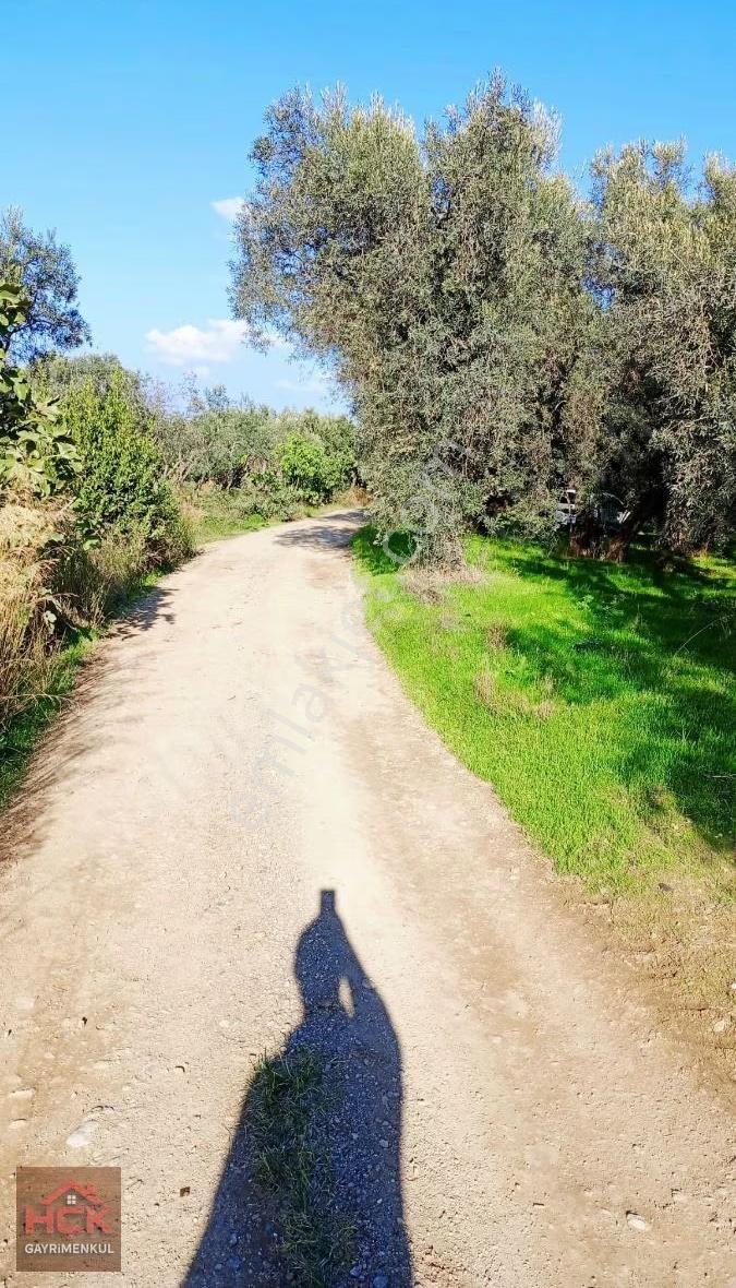 Hçk Gayrimenkul'den Edincikte Düz Zeytinlik - Görsel 6