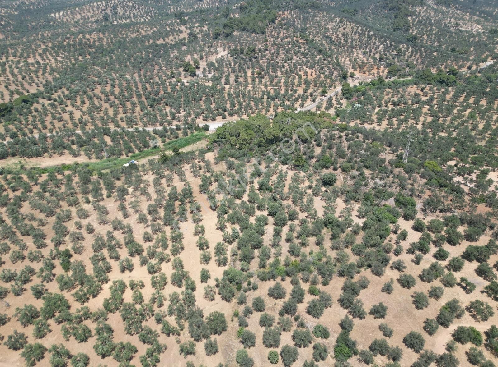 Era Angel'dan Gömeç Karaağaçta Satılık 1449 M2 Zeytinlik - Görsel 3