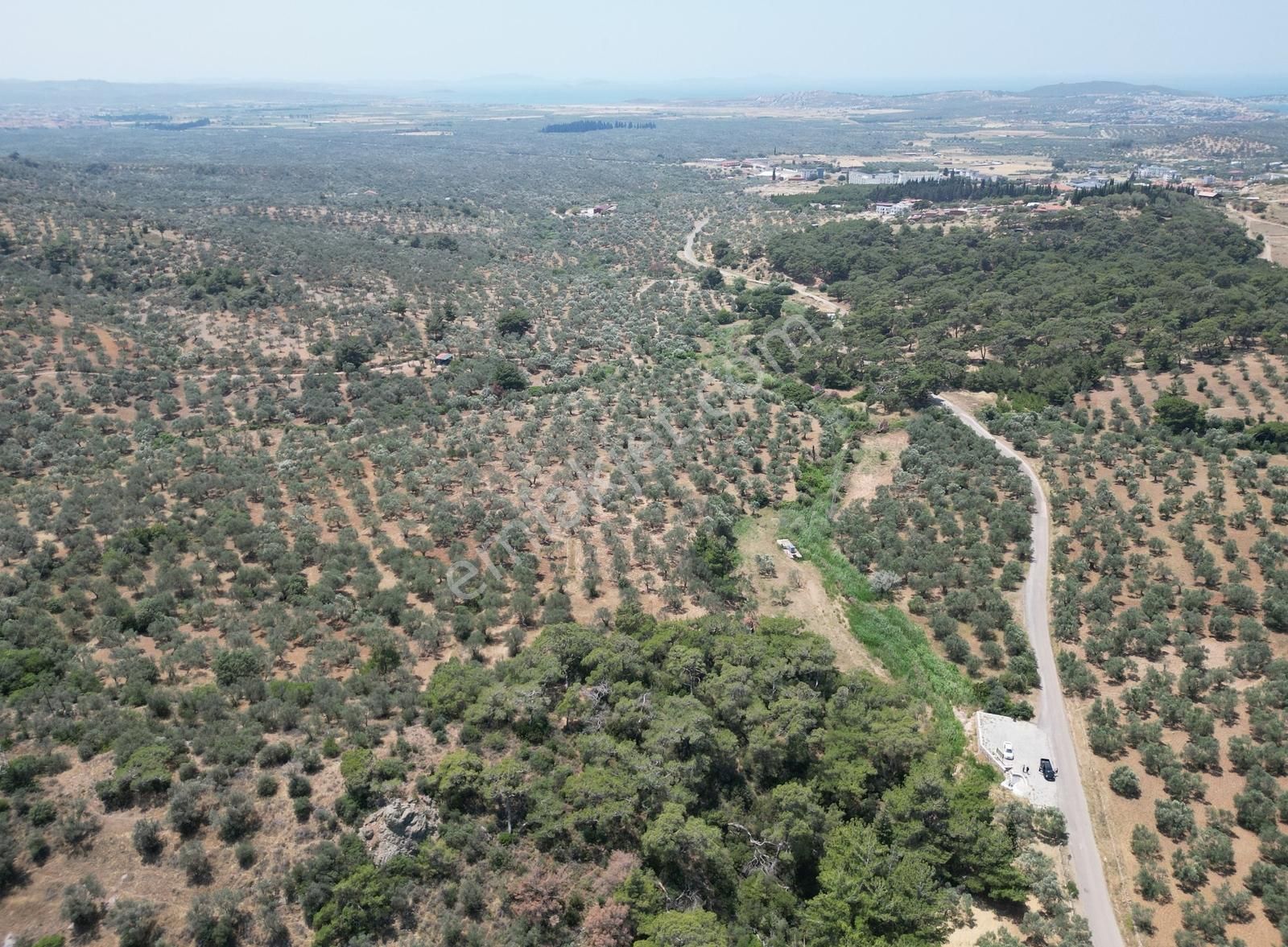Era Angel'dan Gömeç Karaağaçta Satılık 1449 M2 Zeytinlik - Görsel 2