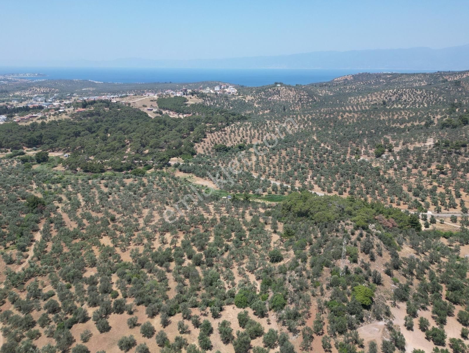 Era Angel'dan Gömeç Karaağaçta Satılık 1449 M2 Zeytinlik - Görsel 5