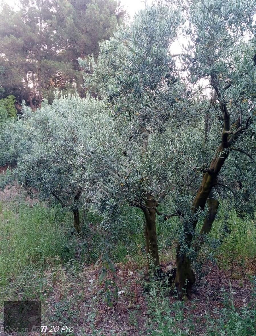 Bursa Mudanya Mirzaoba'da Satılık Zeytinlik