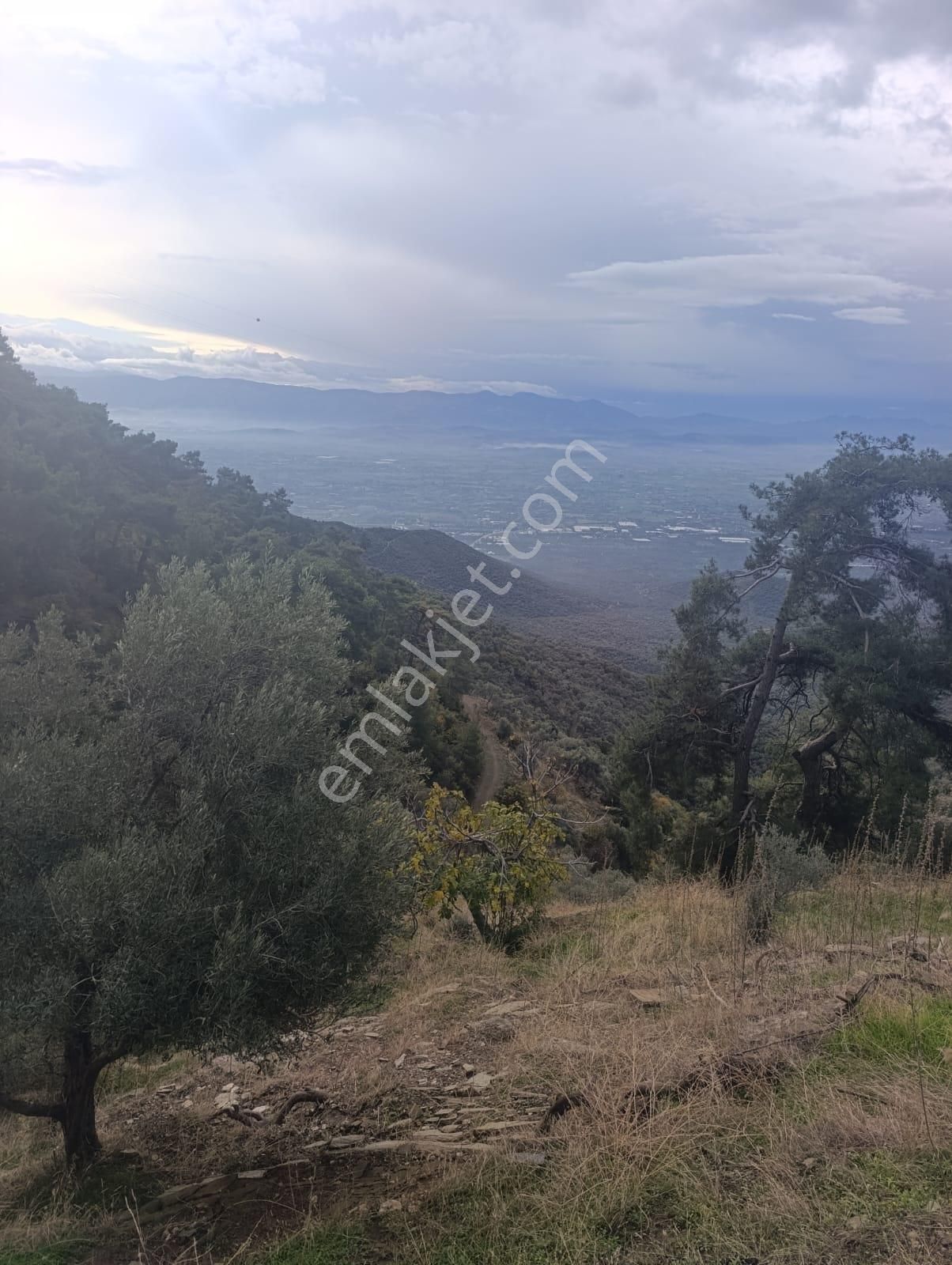 Bayındır Kızılcaağaç'ta 3480 M2 Satılık Fırsat Zeytinlik - Görsel 8