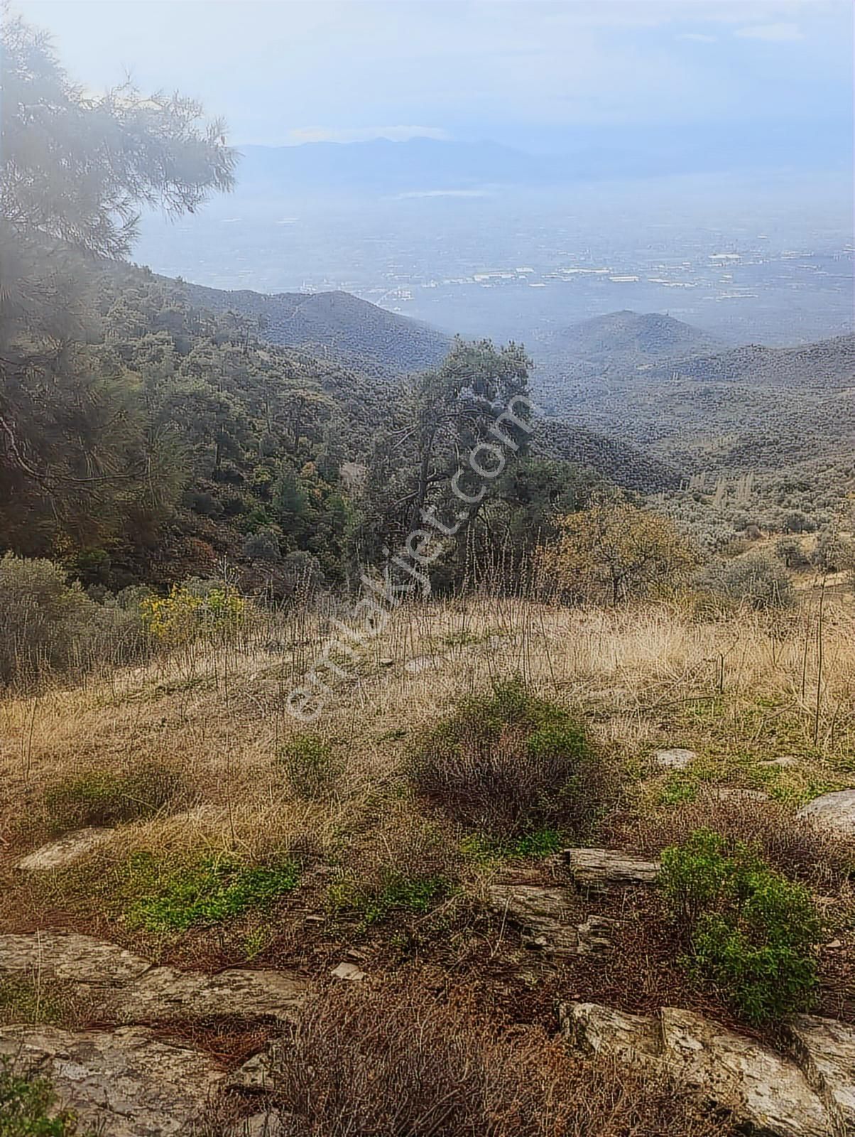 Bayındır Kızılcaağaç'ta 3480 M2 Satılık Fırsat Zeytinlik