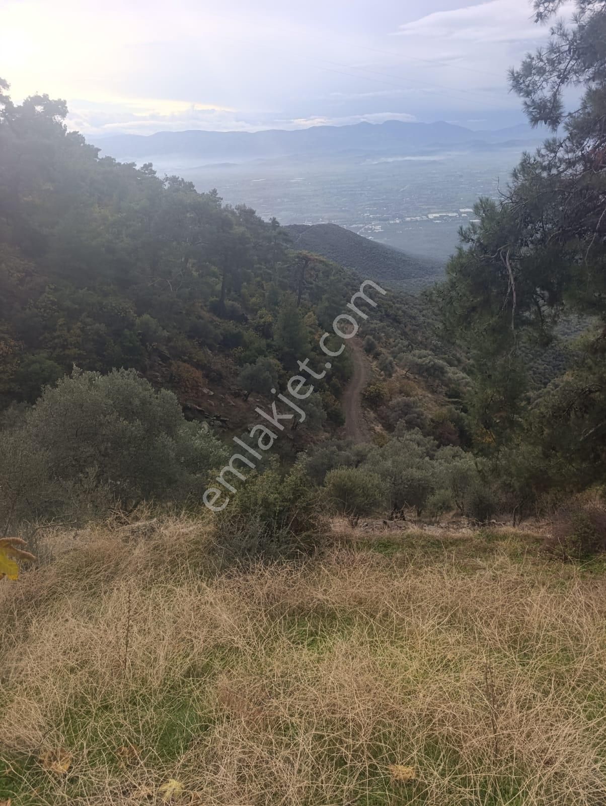 Bayındır Kızılcaağaç'ta 3480 M2 Satılık Fırsat Zeytinlik - Görsel 2