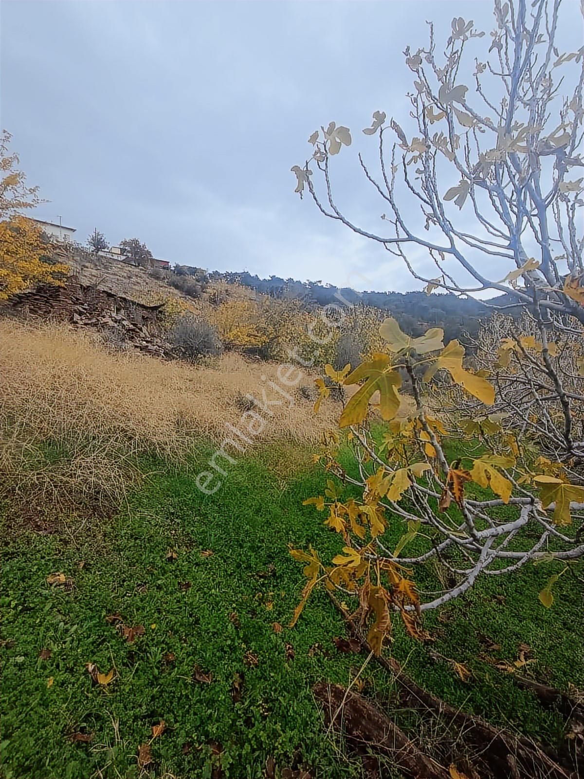 Bayındır Kızılcaağaç'ta 3480 M2 Satılık Fırsat Zeytinlik - Görsel 7