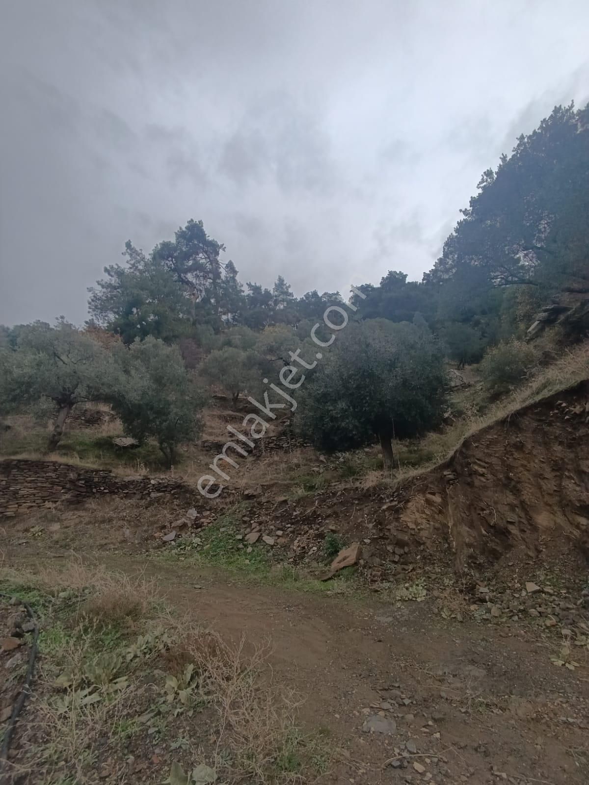 Bayındır Kızılcaağaç'ta 3480 M2 Satılık Fırsat Zeytinlik - Görsel 10