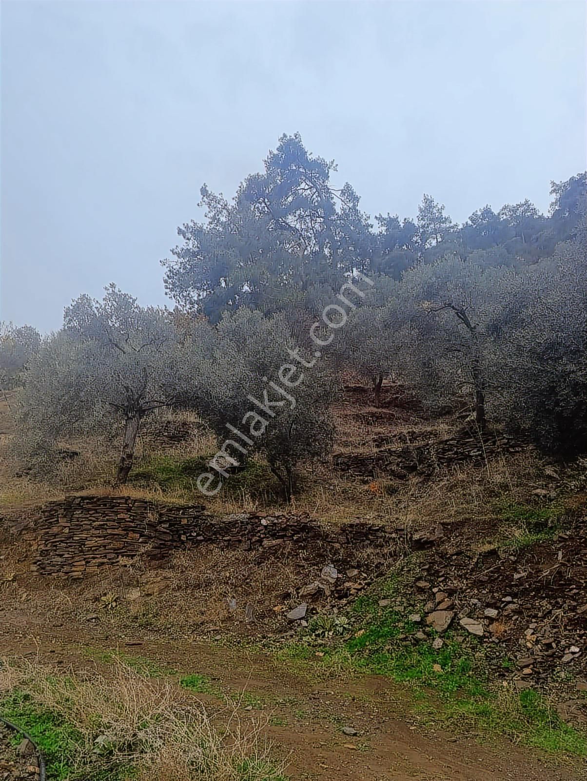 Bayındır Kızılcaağaç'ta 3480 M2 Satılık Fırsat Zeytinlik - Görsel 5