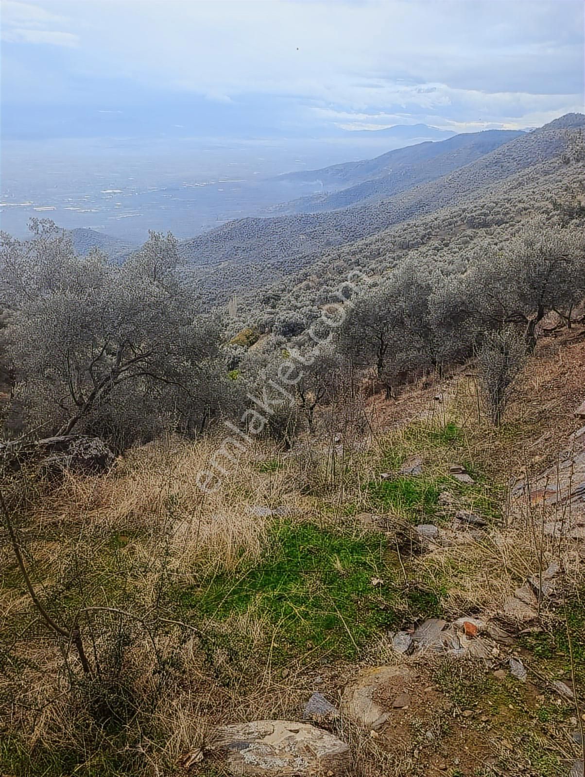 Bayındır Kızılcaağaç'ta 3480 M2 Satılık Fırsat Zeytinlik - Görsel 9