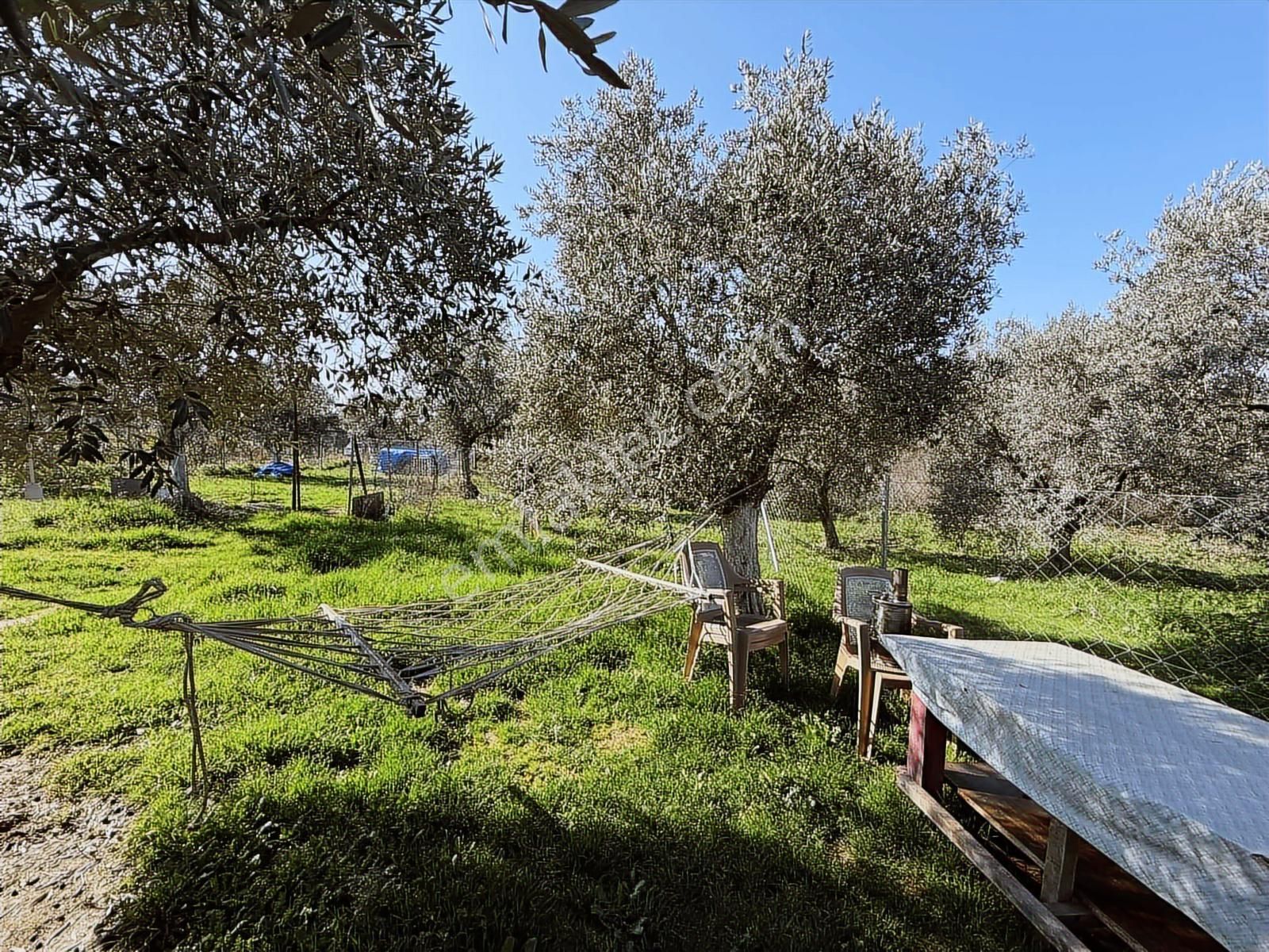 Novas'tan Torbalı Dirmil'de Satılık İçinde Ev Olan Bahçe - Görsel 25