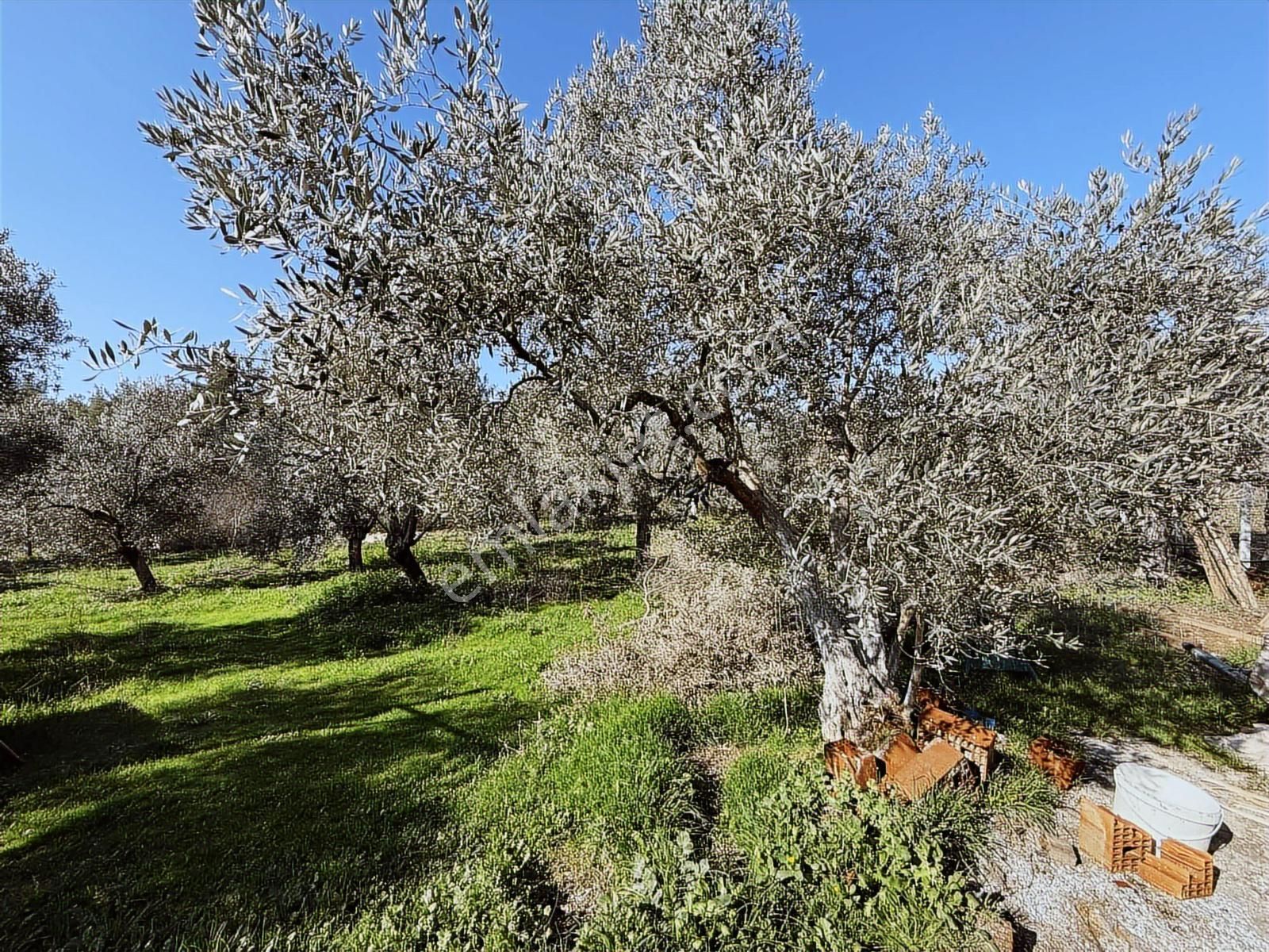 Novas'tan Torbalı Dirmil'de Satılık İçinde Ev Olan Bahçe - Görsel 26