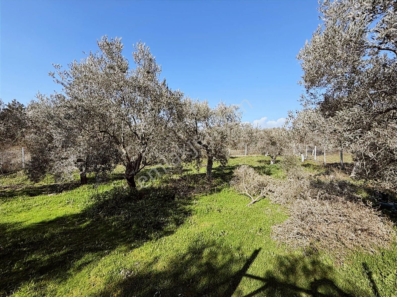 Novas'tan Torbalı Dirmil'de Satılık İçinde Ev Olan Bahçe - Görsel 34