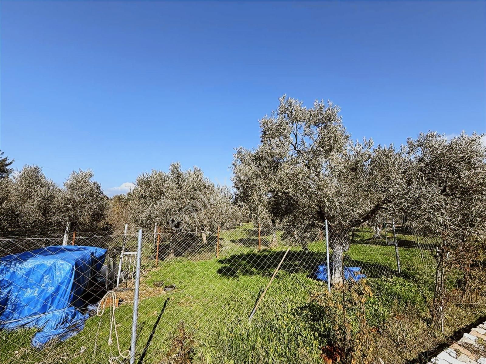 Novas'tan Torbalı Dirmil'de Satılık İçinde Ev Olan Bahçe - Görsel 21