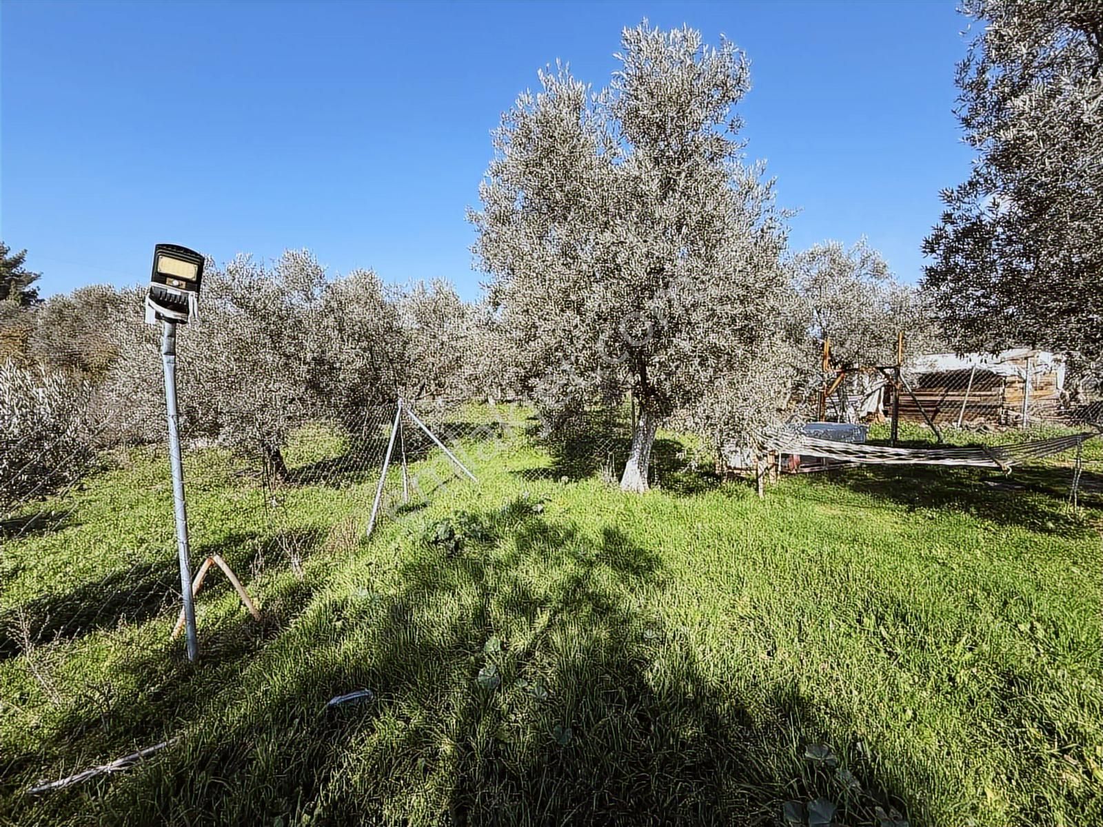 Novas'tan Torbalı Dirmil'de Satılık İçinde Ev Olan Bahçe - Görsel 14