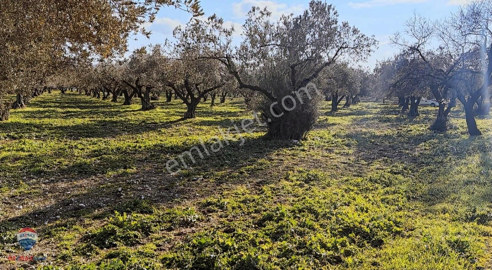 47 Foça Ilıpınar'da Satılık 16 Dönüm Zeytınlık - Görsel 10