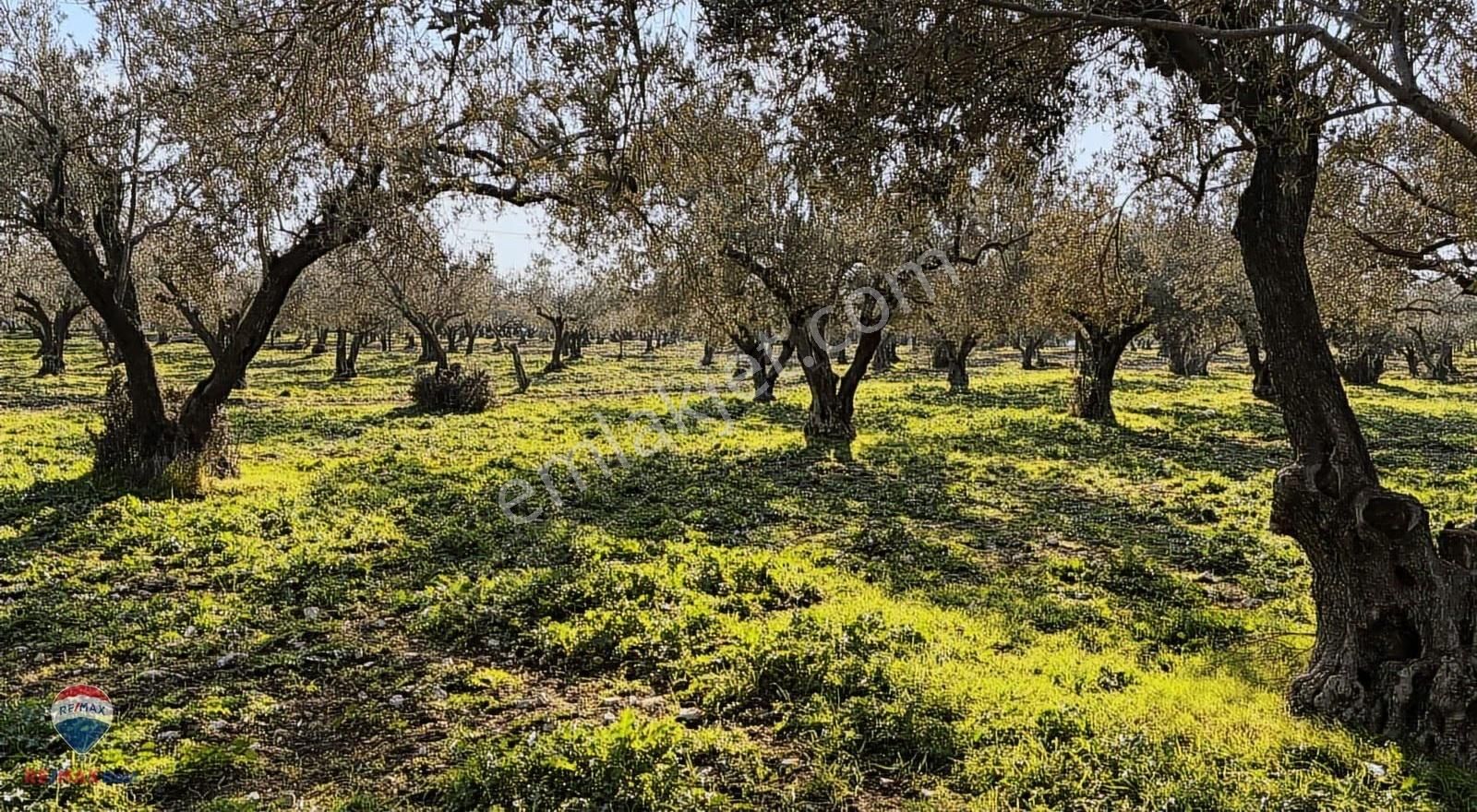 47 Foça Ilıpınar'da Satılık 16 Dönüm Zeytınlık - Görsel 6