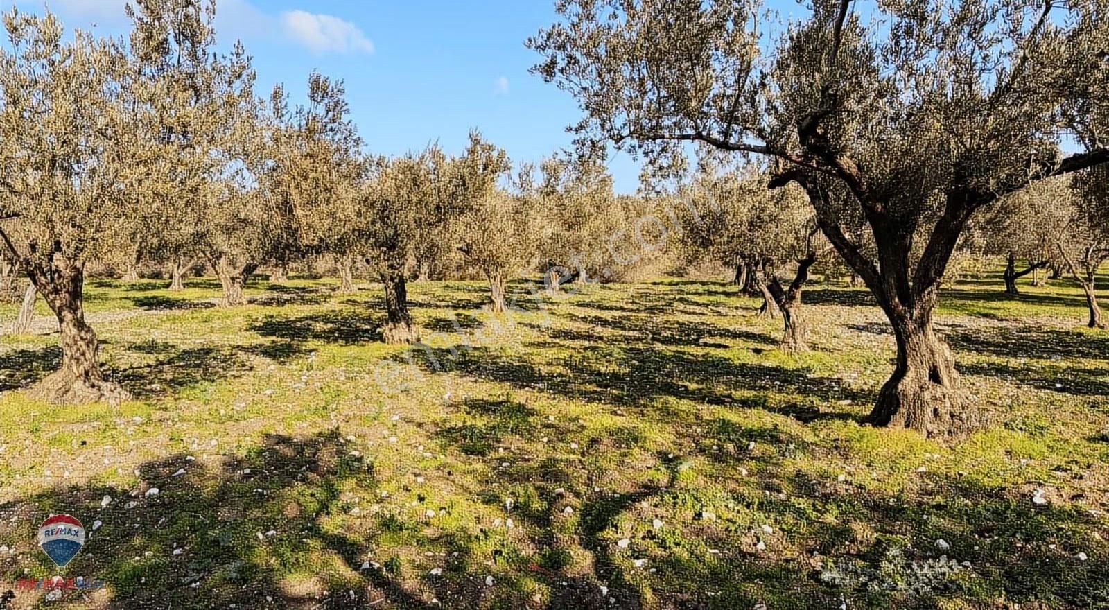 47 Foça Ilıpınar'da Satılık 16 Dönüm Zeytınlık