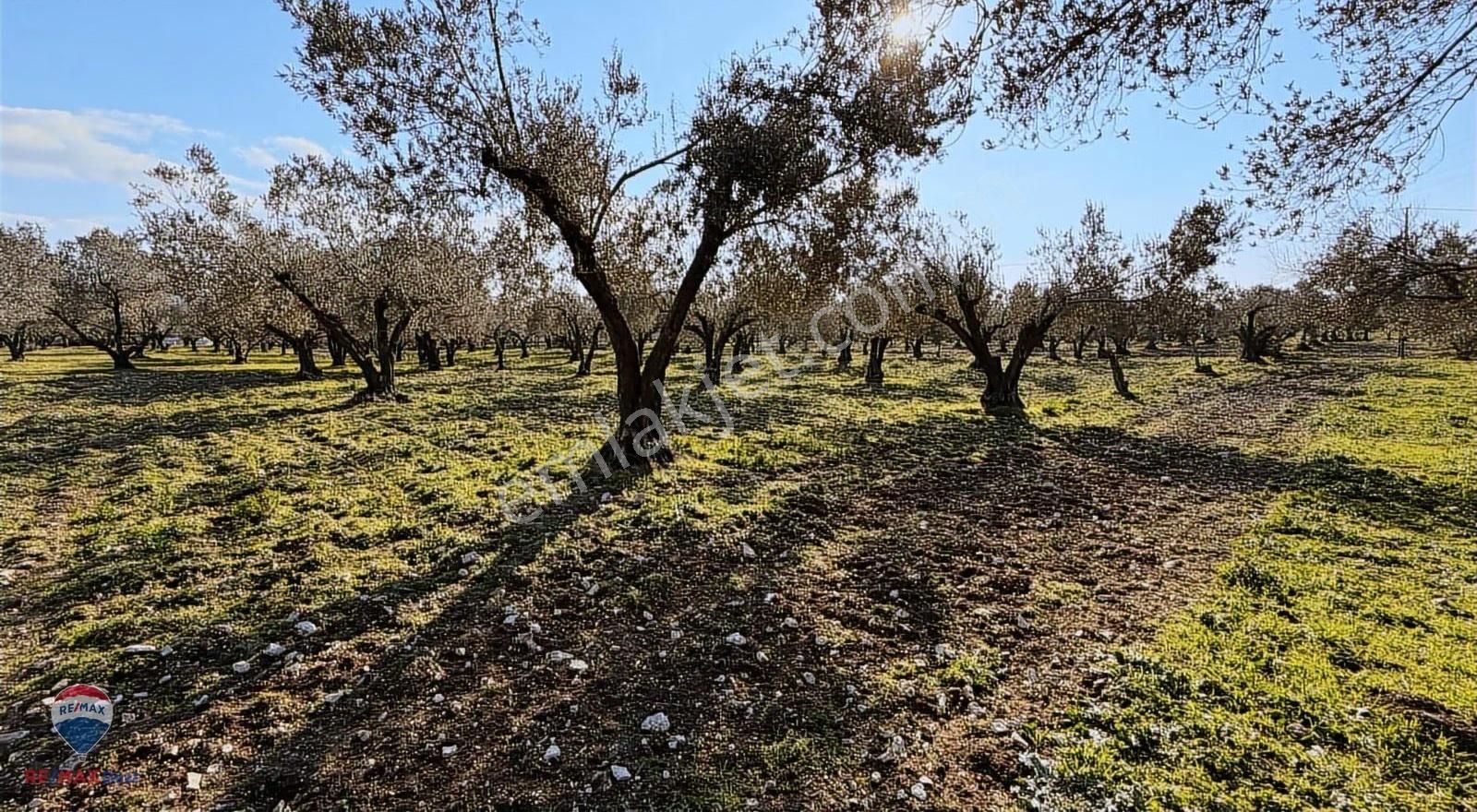 47 Foça Ilıpınar'da Satılık 16 Dönüm Zeytınlık - Görsel 4