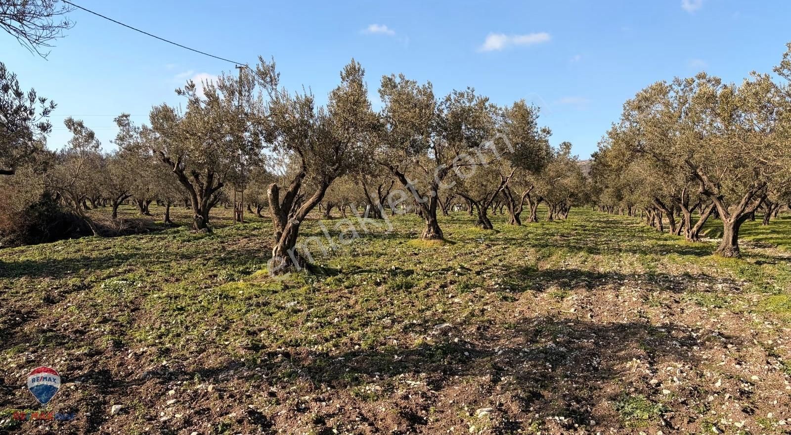 47 Foça Ilıpınar'da Satılık 16 Dönüm Zeytınlık - Görsel 3