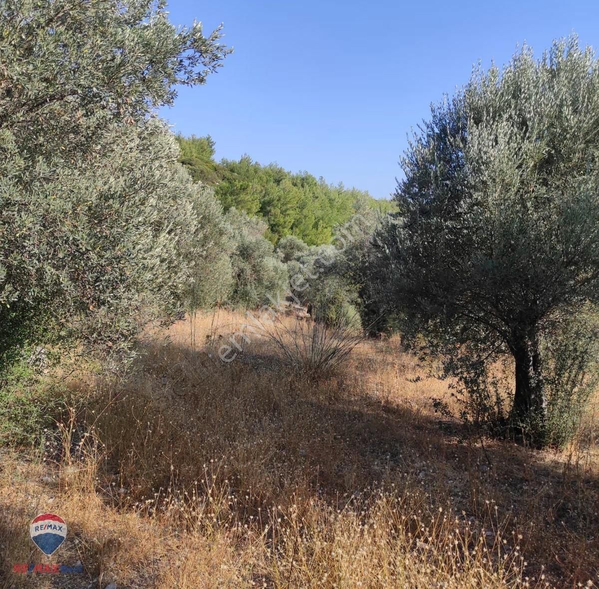 23 İzmır Urla Da Denız Manzaralı Zeytın Tarlası - Görsel 8